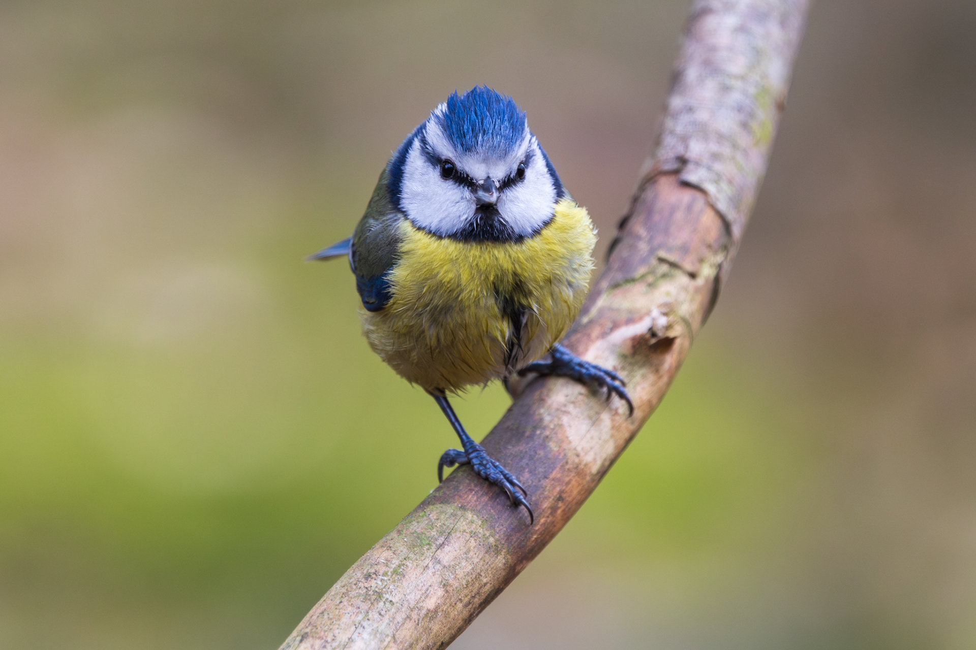 Pimpelmees recht van voren op een diagonale tak, met een felle blik recht in de lens, groene achtergrond