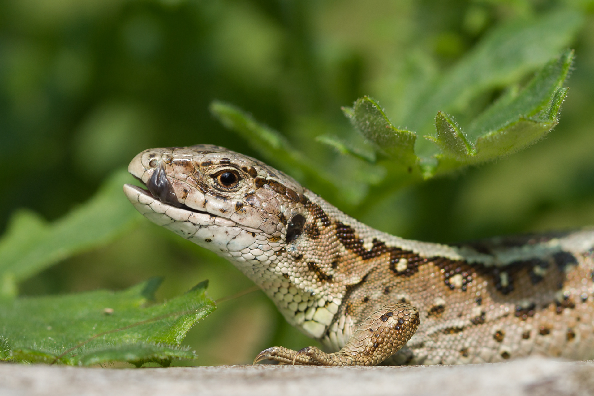 Zelfs hagedissen steken wel eens hun tong naar me uit.