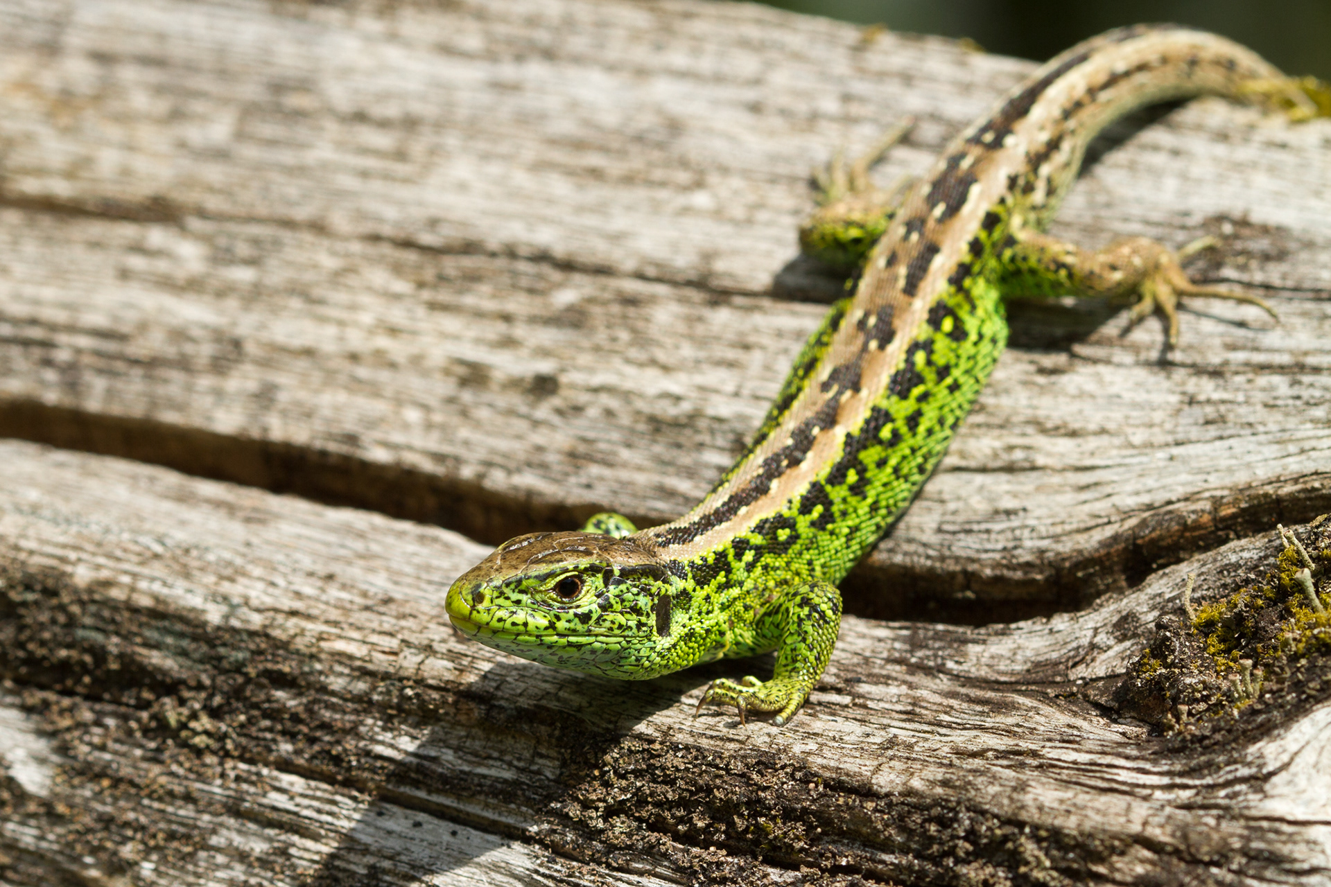 Zandhagedissen kunnen goed klimmen.