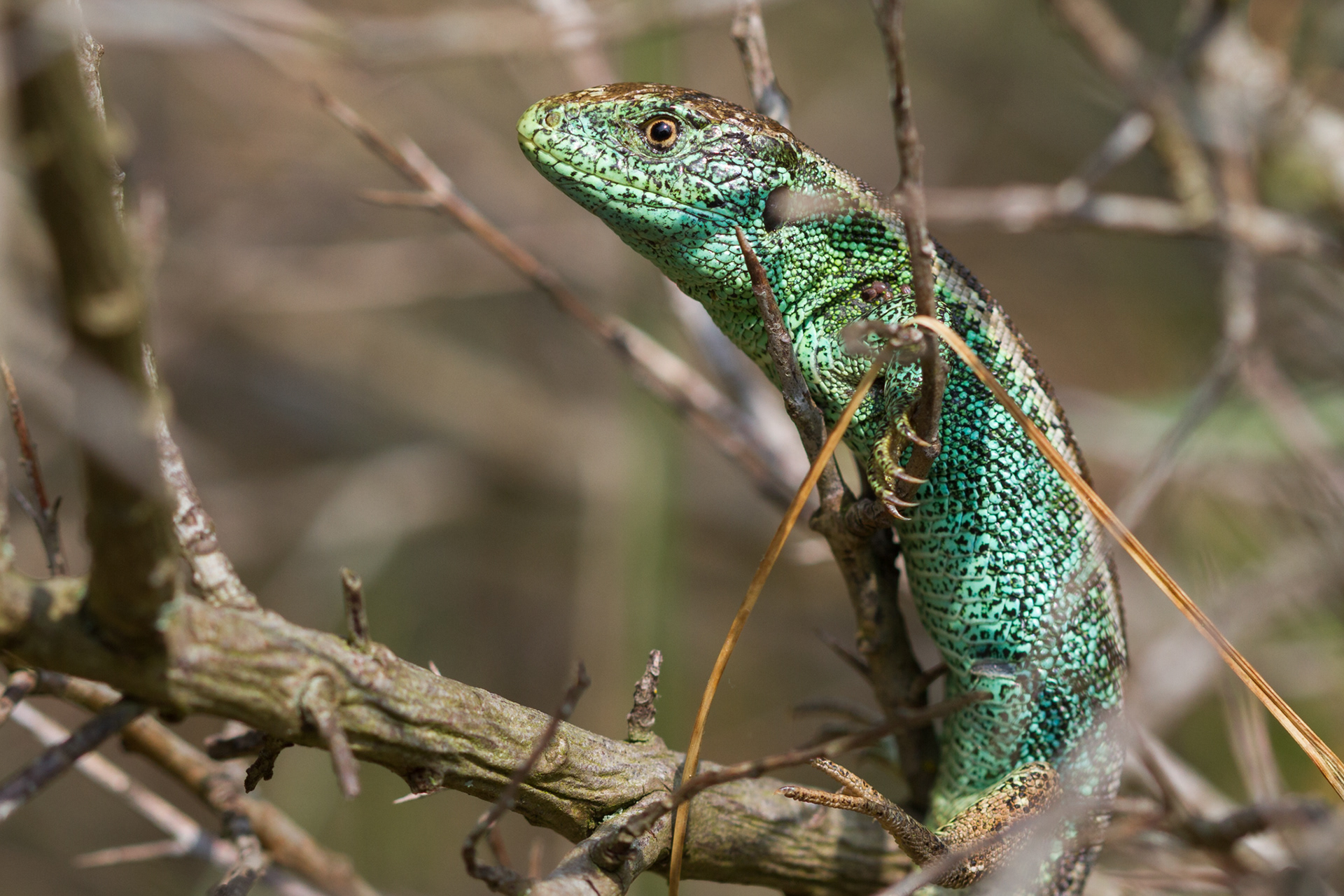 Een klimmende zandhagedis tijdens de paartijd rond april/mei.
