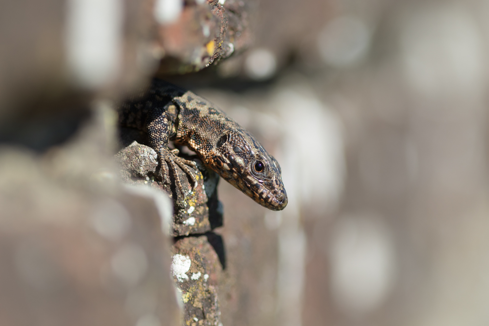 Muurhagedissen gaan helemaal op in hun omgeving en zijn daardoor moeilijk te zien.