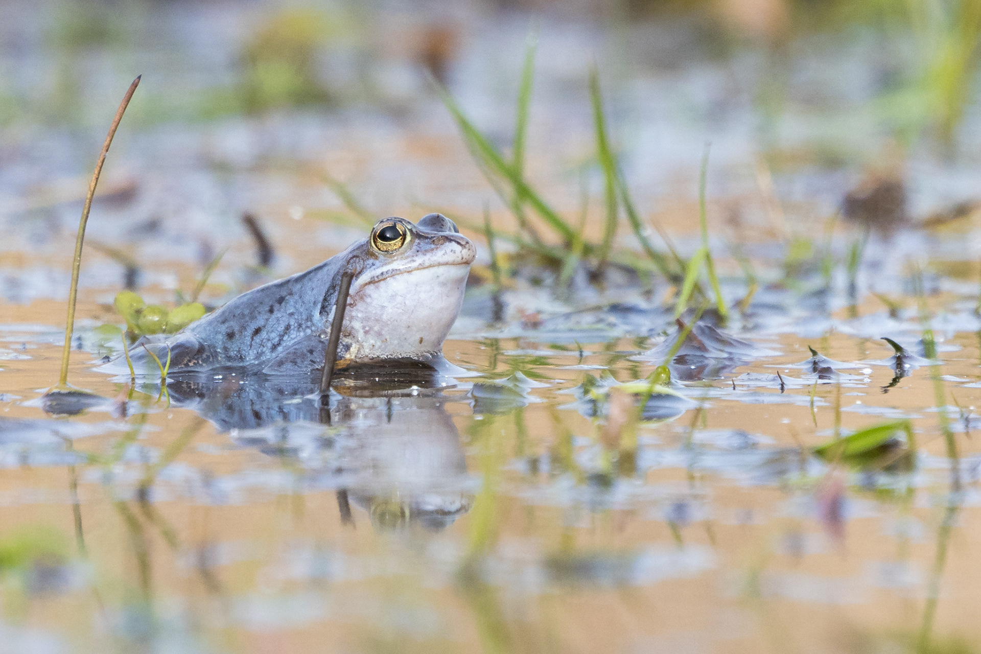 Blauw mannetje heikikker in ondiep water