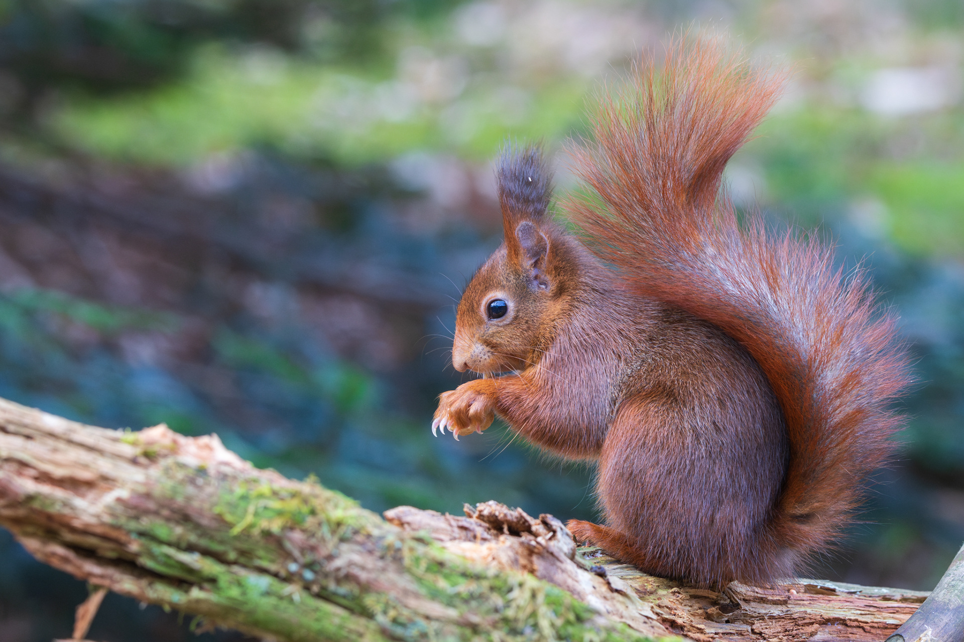 Rode eekhoorn zit rechtop op een boomstam en houdt de voorpootjes omhoog, pluizige staart gebogen