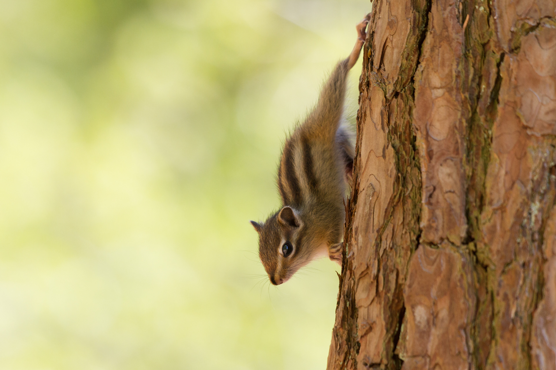 Deze Siberische grondeekhoorn leeft in het Zuiden van Nederland. Ze zijn ooit ontsnapt uit een dierentuin en leven sinds die tijd in het wild.