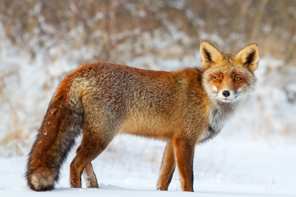De allereerste keer dat ik een vos in de sneeuw zag, leverde misschien ook wel de allermooiste foto's op.