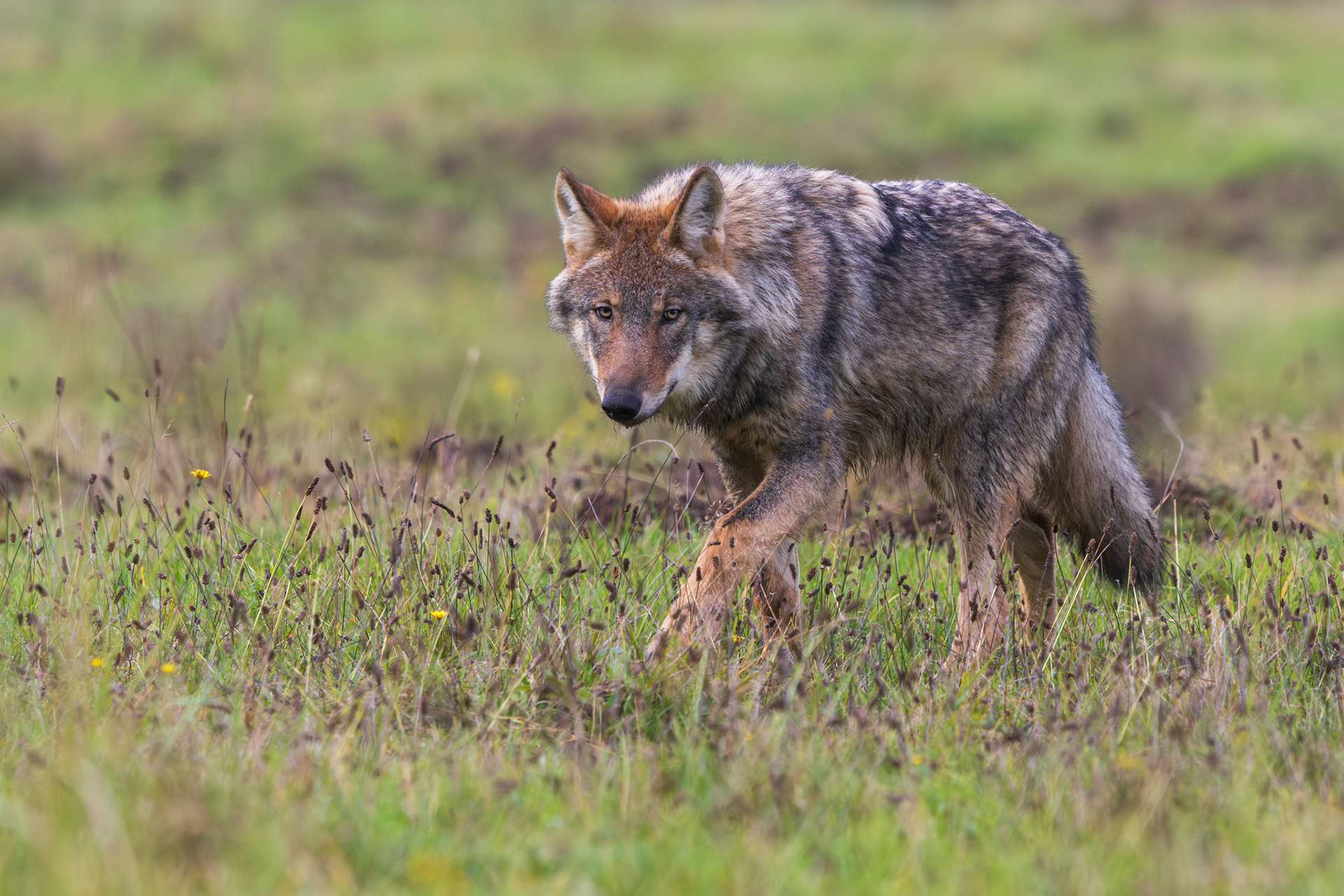 Wolf sluipt laag door het gras met doordringende blik recht in de camera