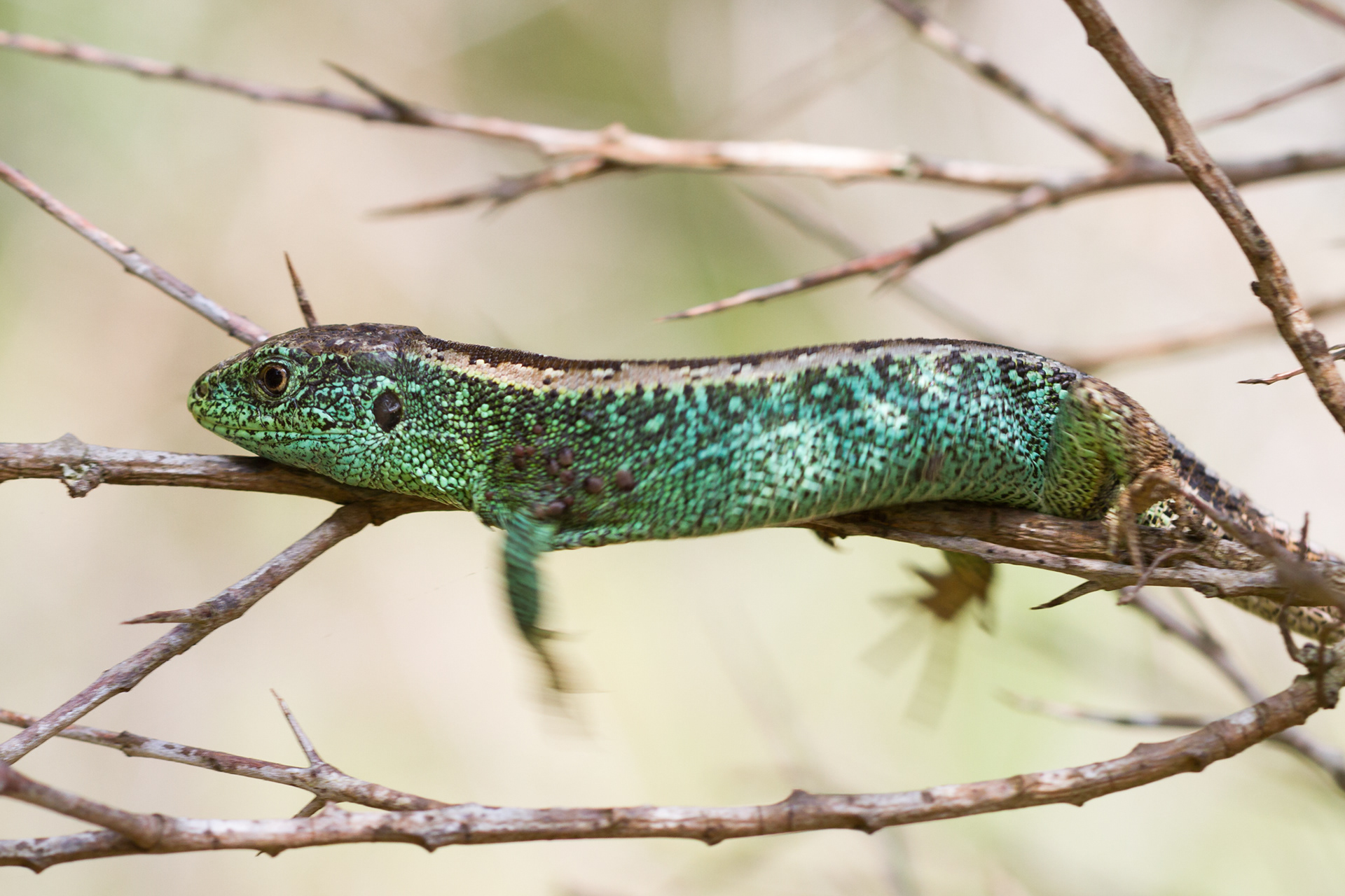 Zandhagedissen zitten meestal op de grond of op een boomstam. Maar heel soms ook in een struik. Dit mannetje had wat moeite om vooruit te komen.