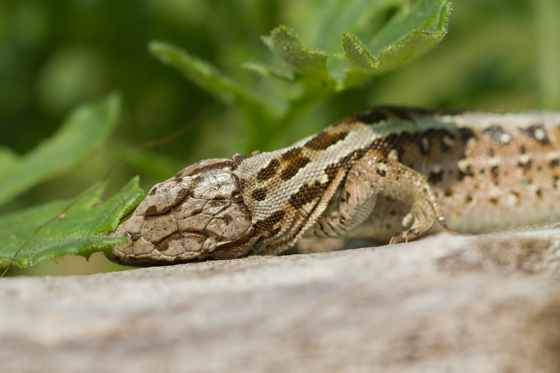 Zandhagedissen zitten vaak vol met teken. Dit vrouwtje probeerde ze van haar huid te schuren.
