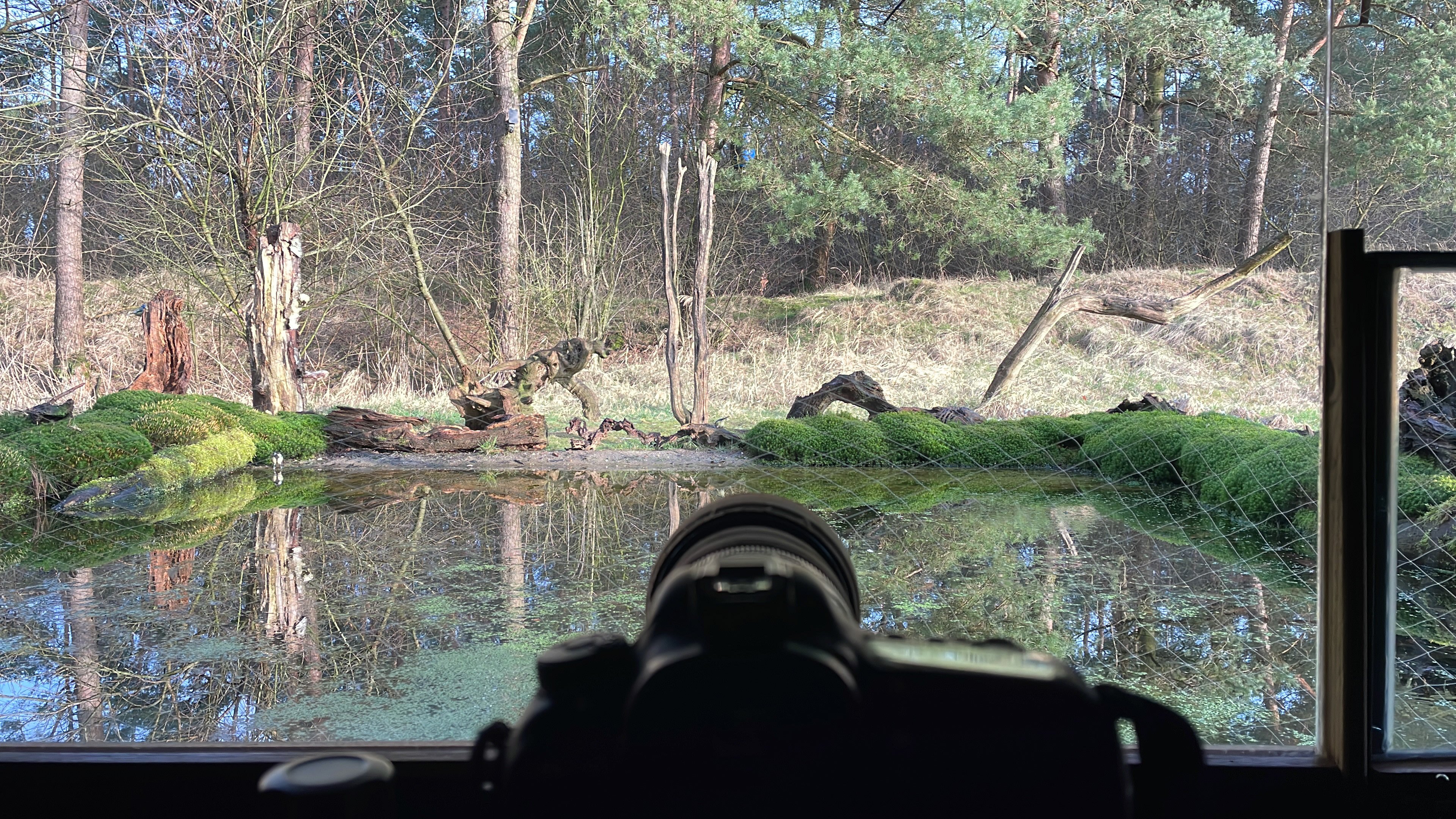 De prachtige natuurlijke setting van Boshut Veluwe - Meerveld, met de ondiepe vijver die de vogels aantrekt. Dit is het uitzicht vanuit de hut.