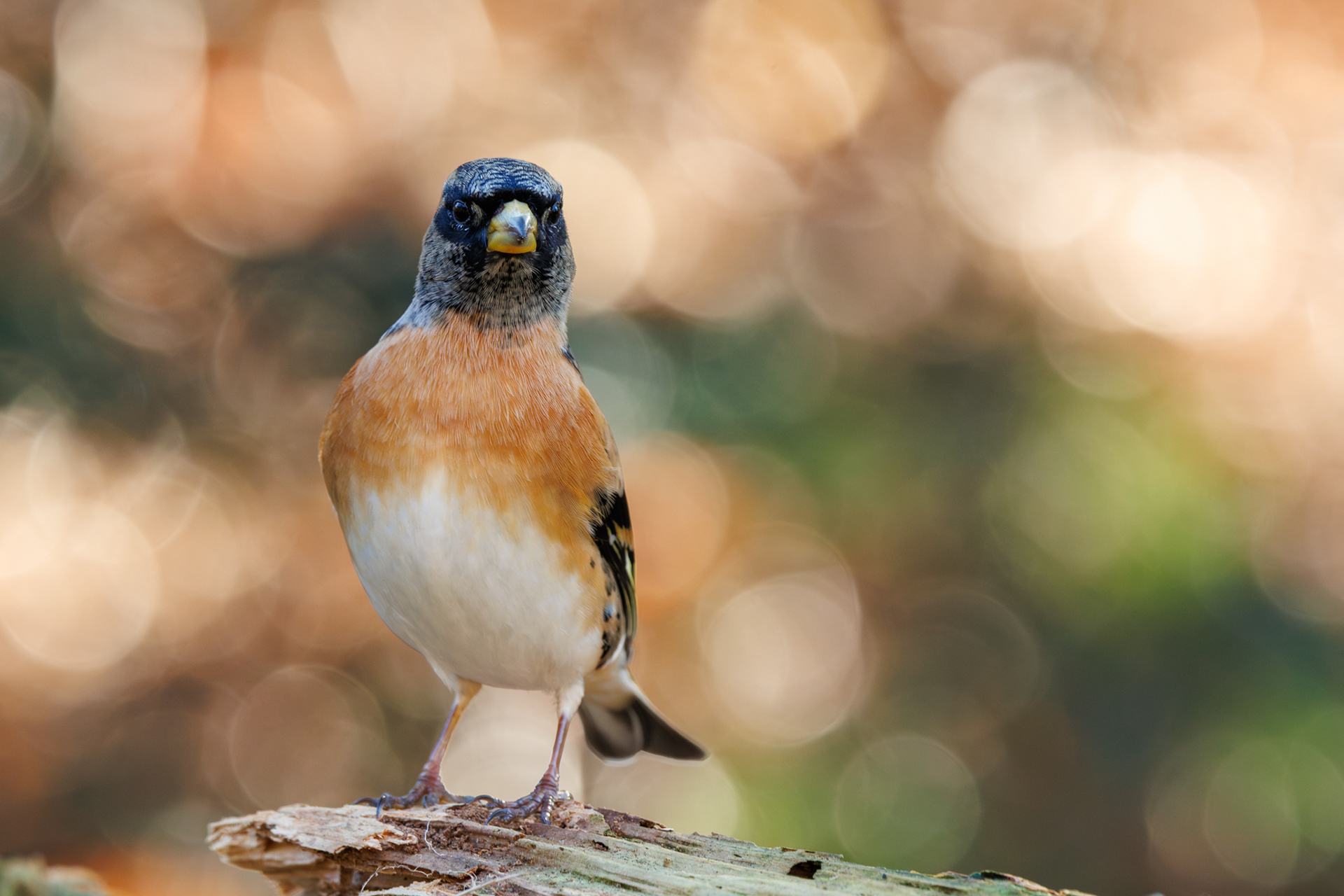 Vink met blauwe kop en oranje borst kijkt recht in de lens, zittend op een stuk schors met bokeh-achtergrond