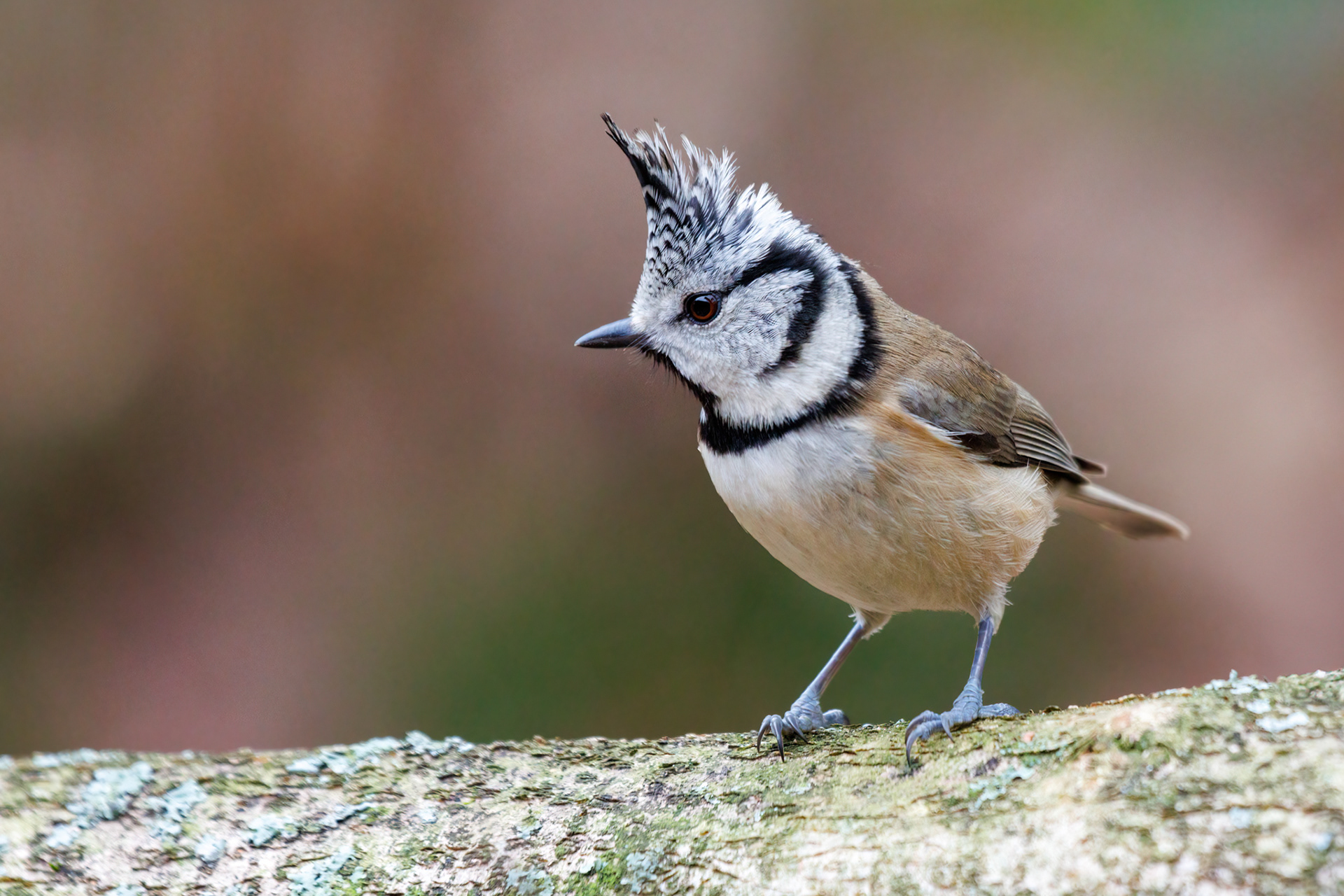 Kuifmees op een tak met zijn kuif recht omhoog.