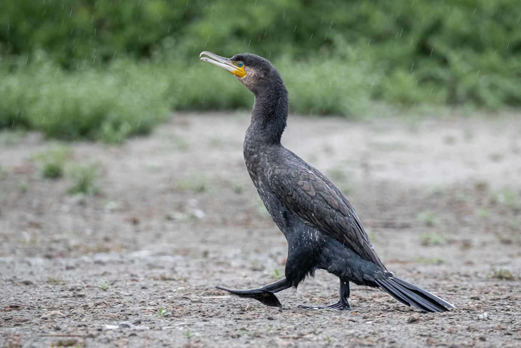 Aalscholver - Cormorant