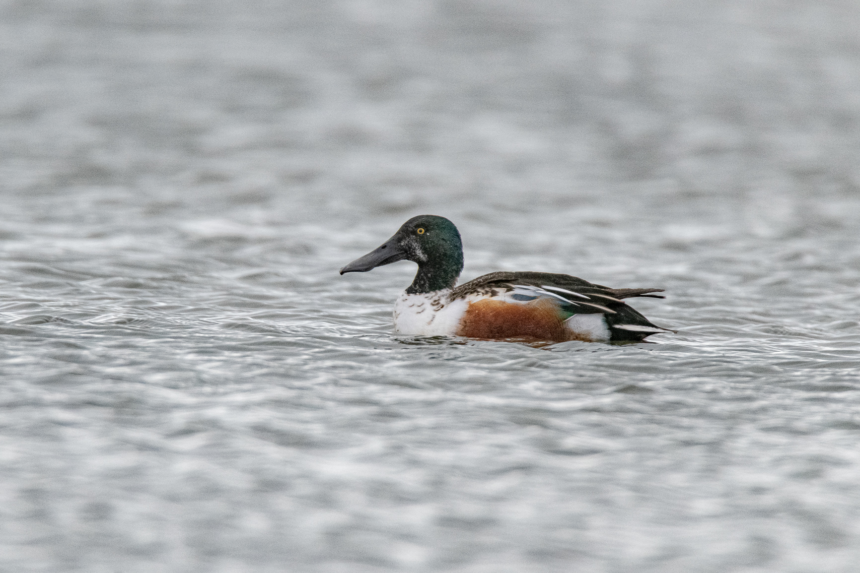 Slobeend - Northern Shoveler