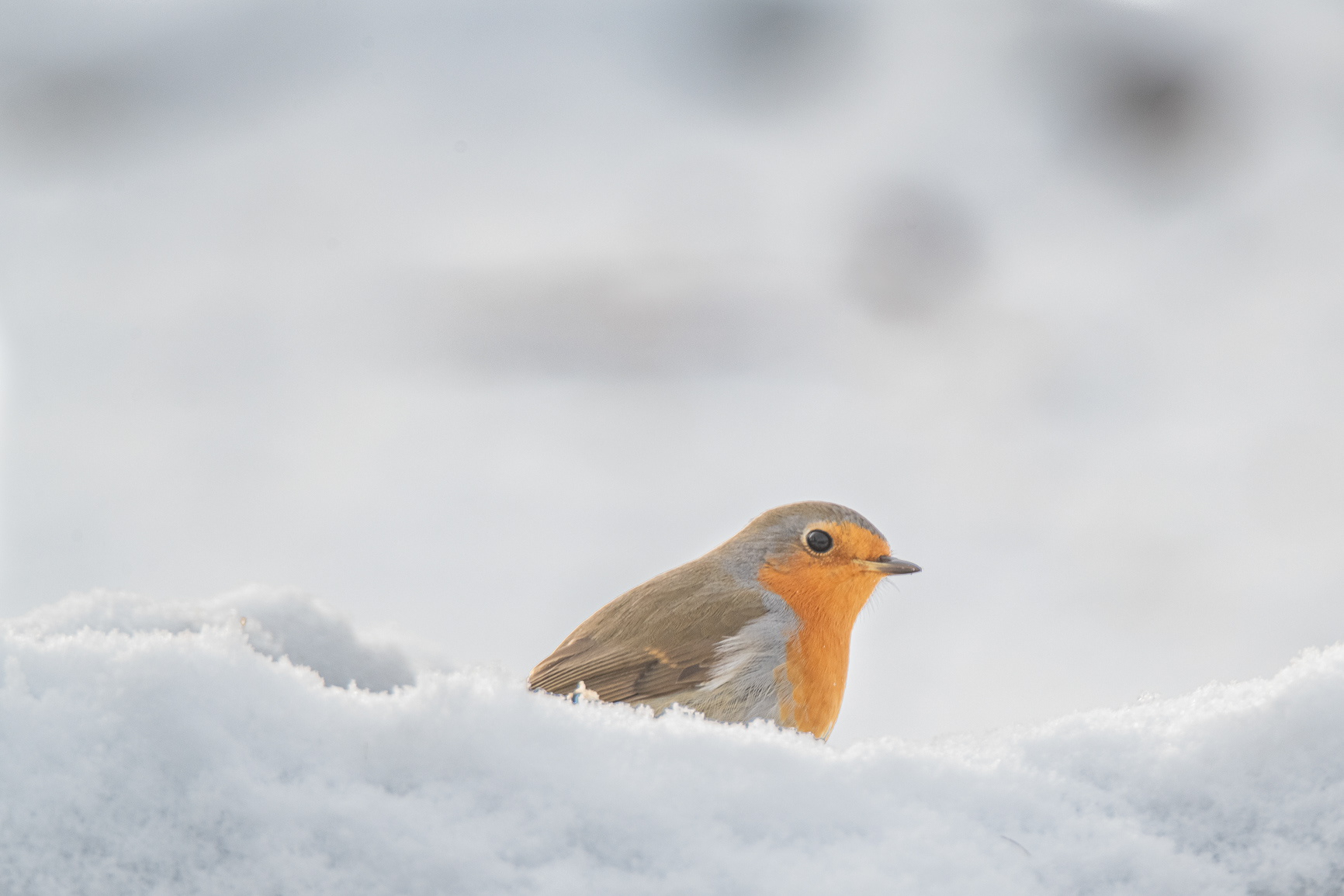 Roodborst - Robin