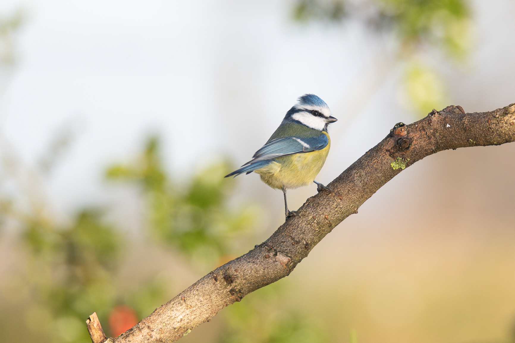Pimpelmees - Blue Tit
