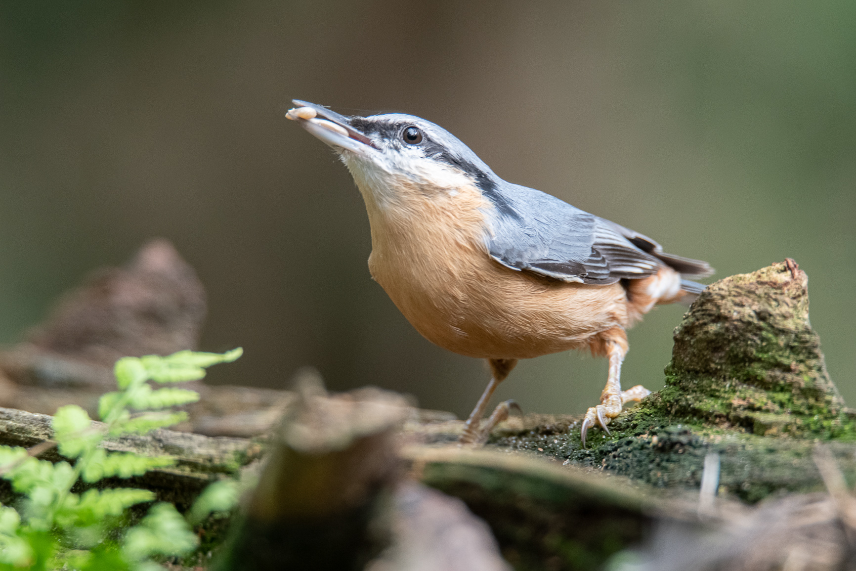 Boomklever - Nuthatch