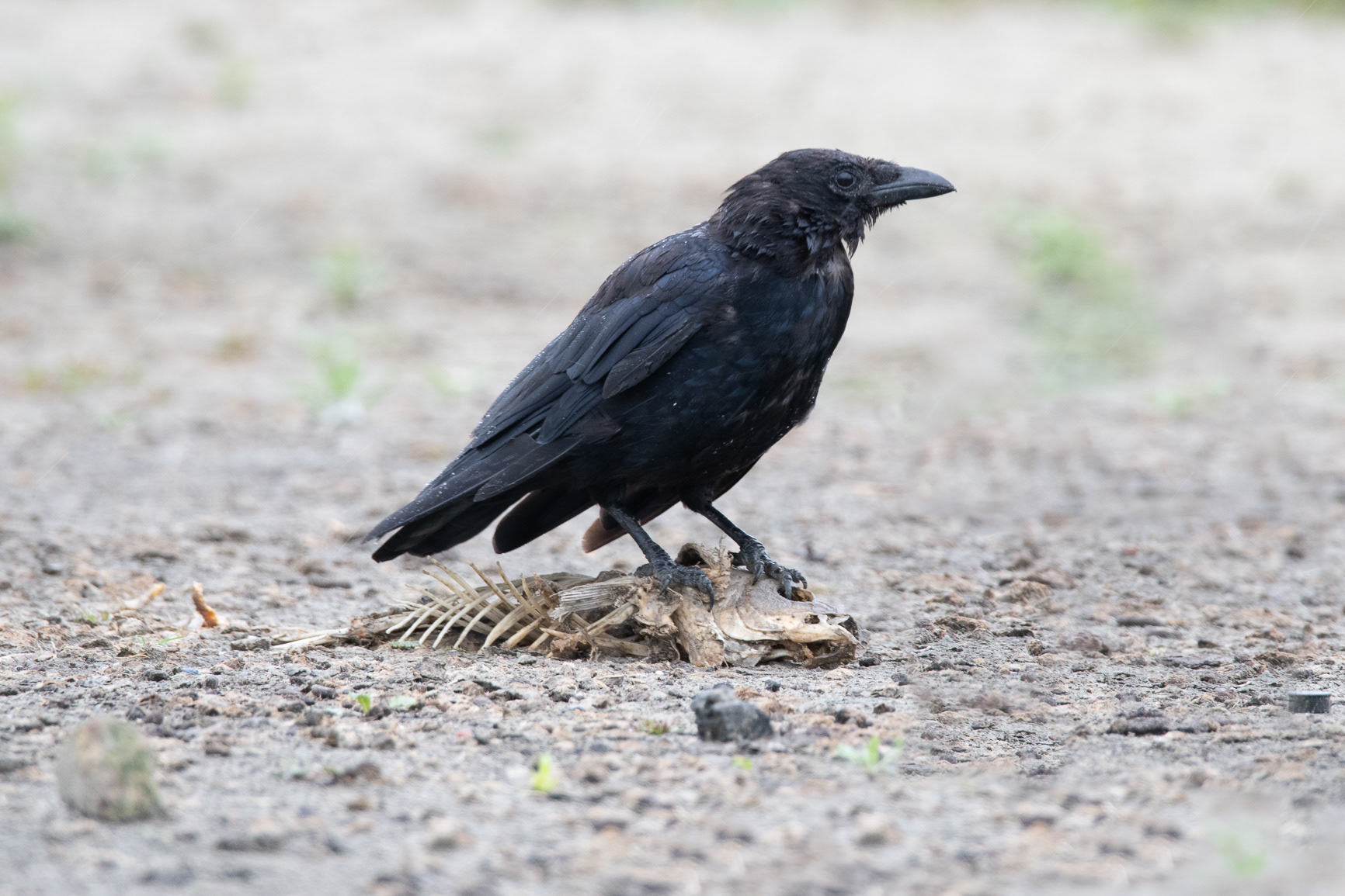 Zwarte Kraai - Carrion Crow