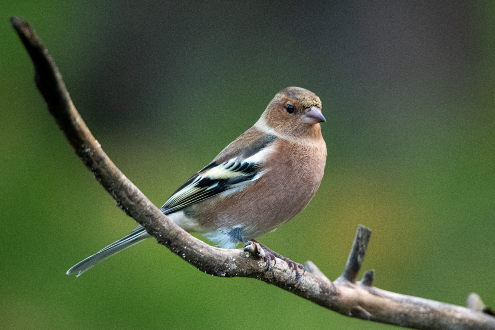 Vink - Chaffinch