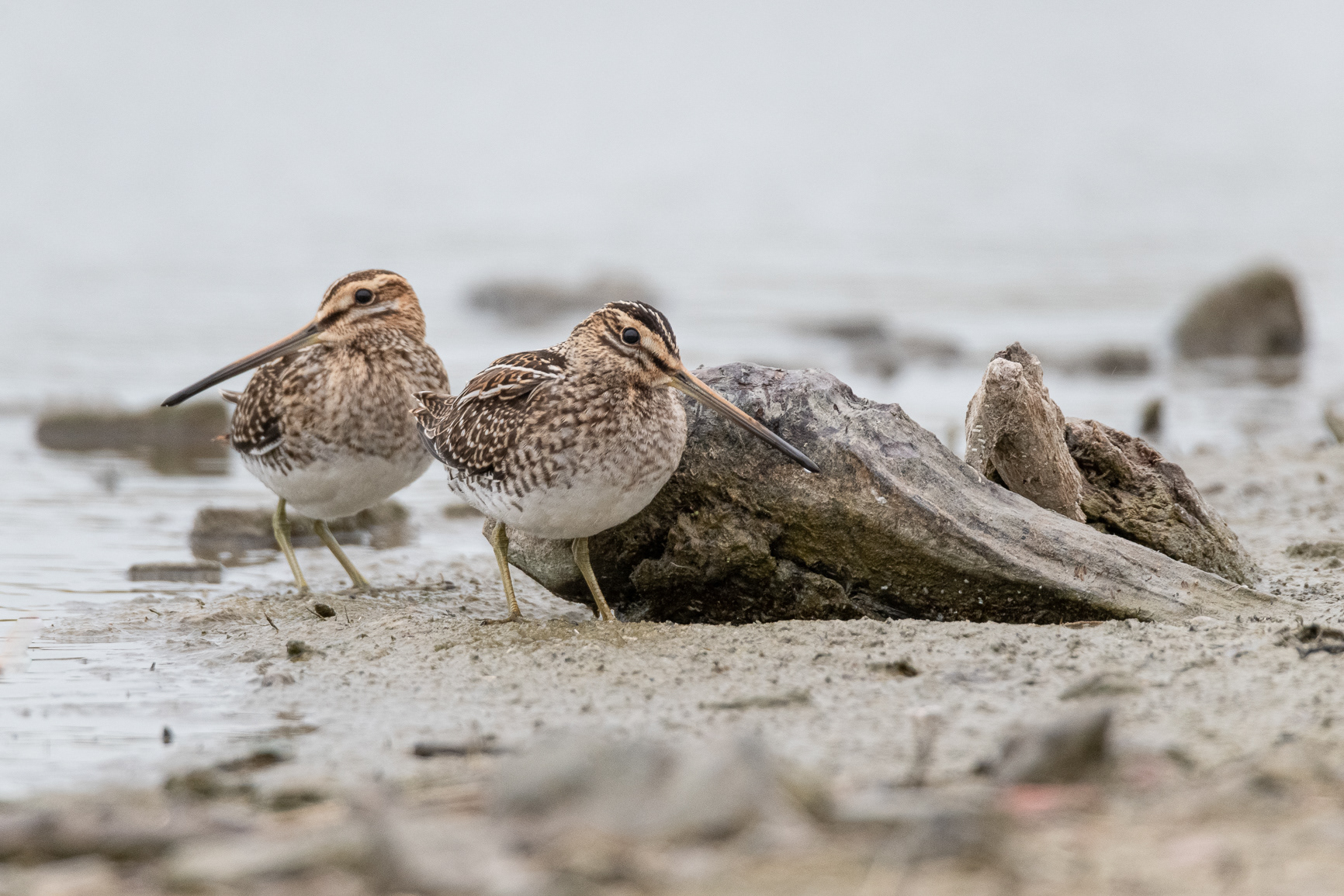 Watersnip - Snipe