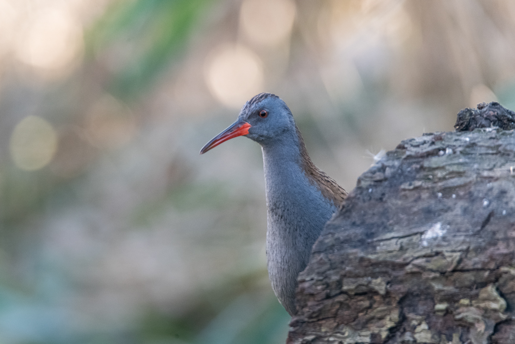 Waterral - Water Rail