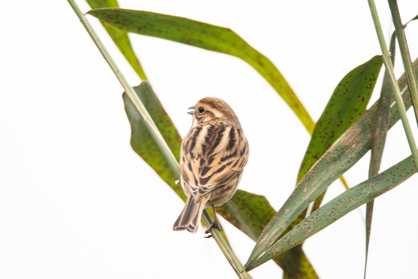 Rietgors - Reed Bunting