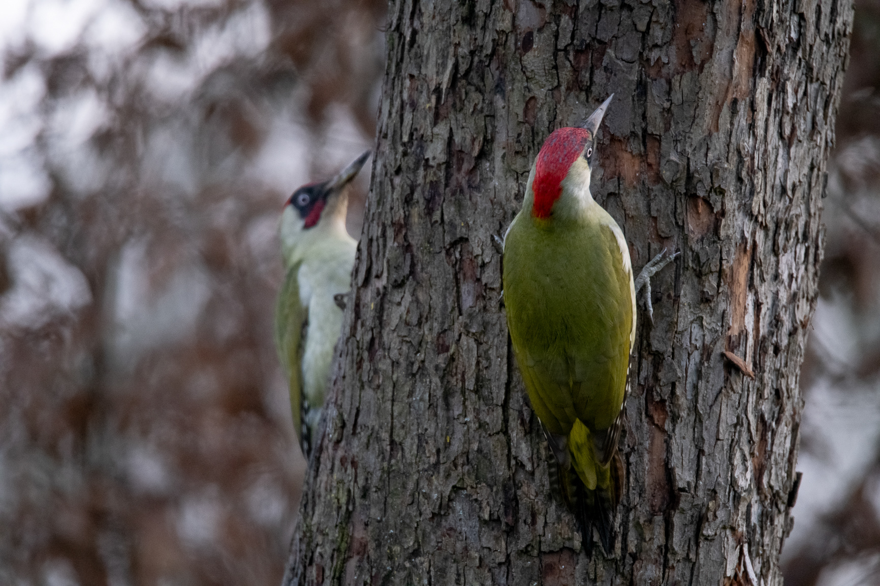 Groene Specht - Green Woodpecker