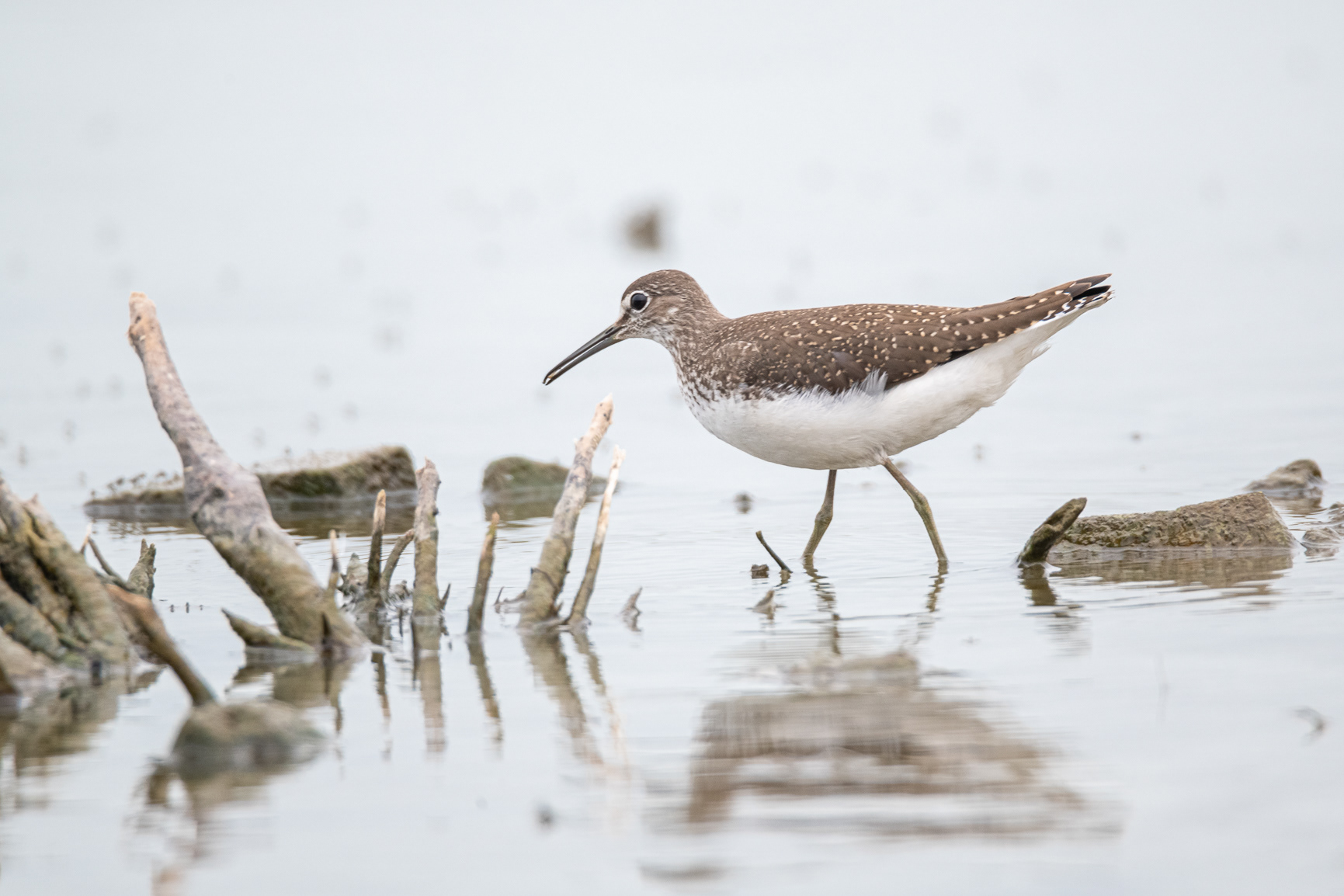 Witgat - Green Sandpiper