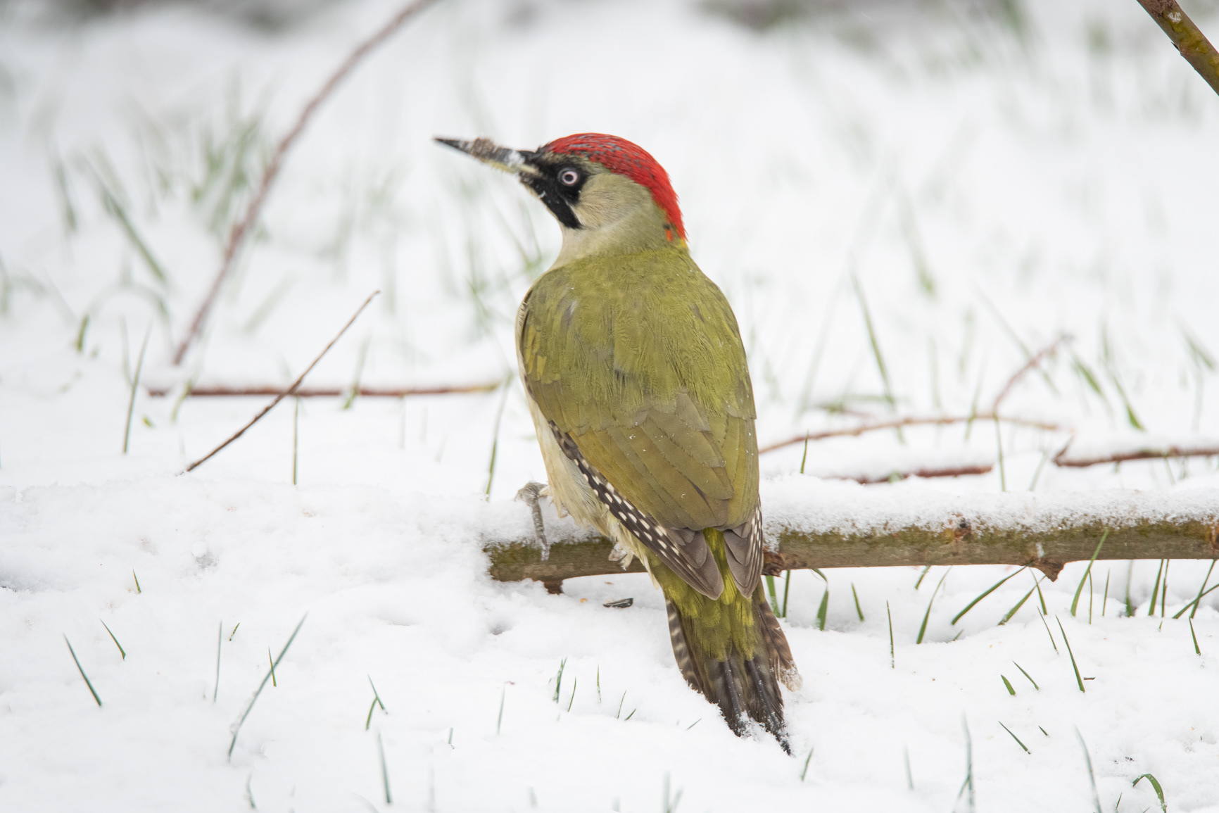 Groene Specht - Green Woodpecker