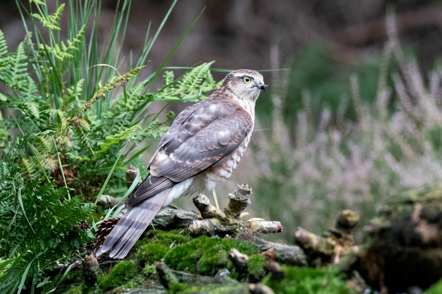 Sperwer - Sparrowhawk