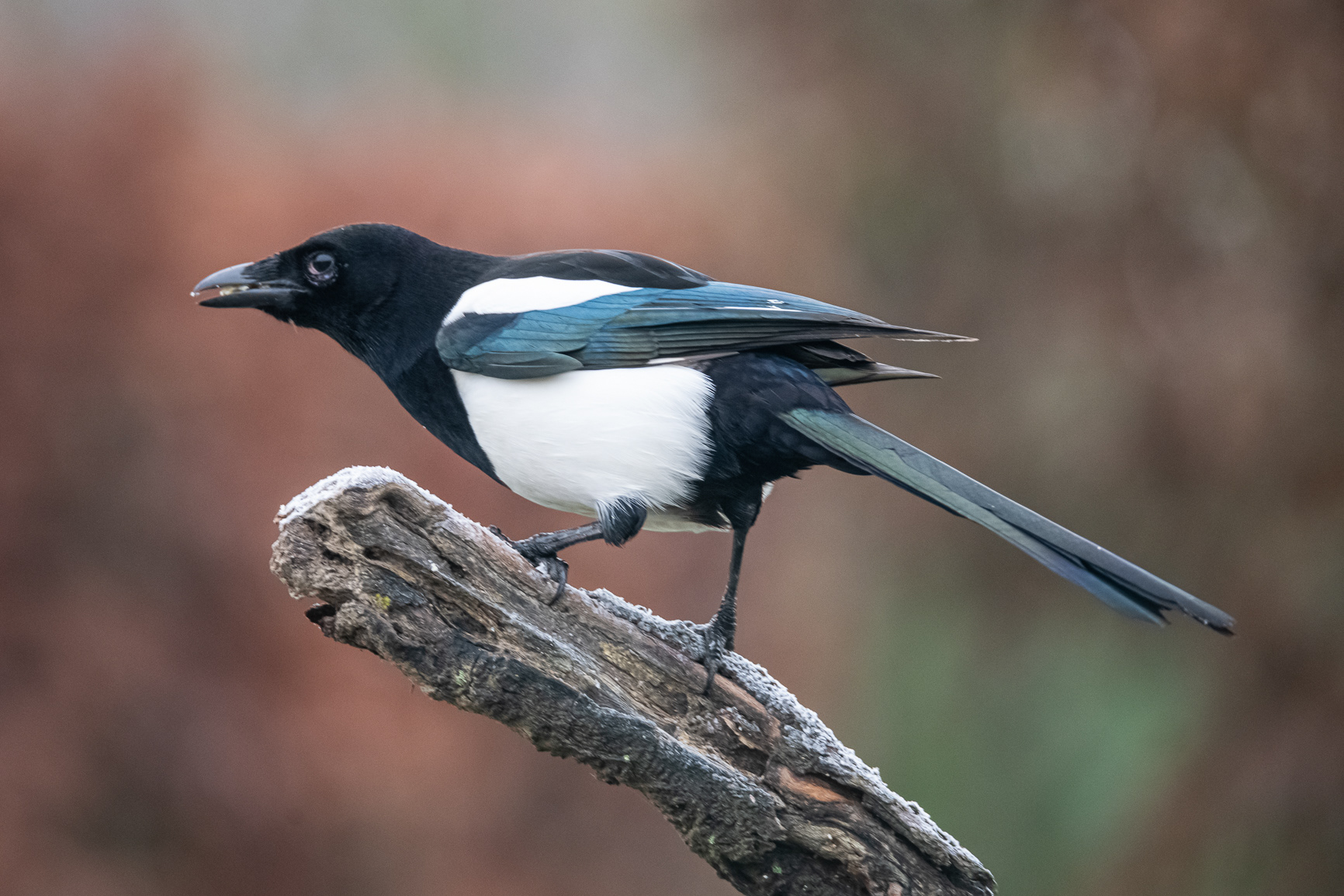 Ekster - Magpie