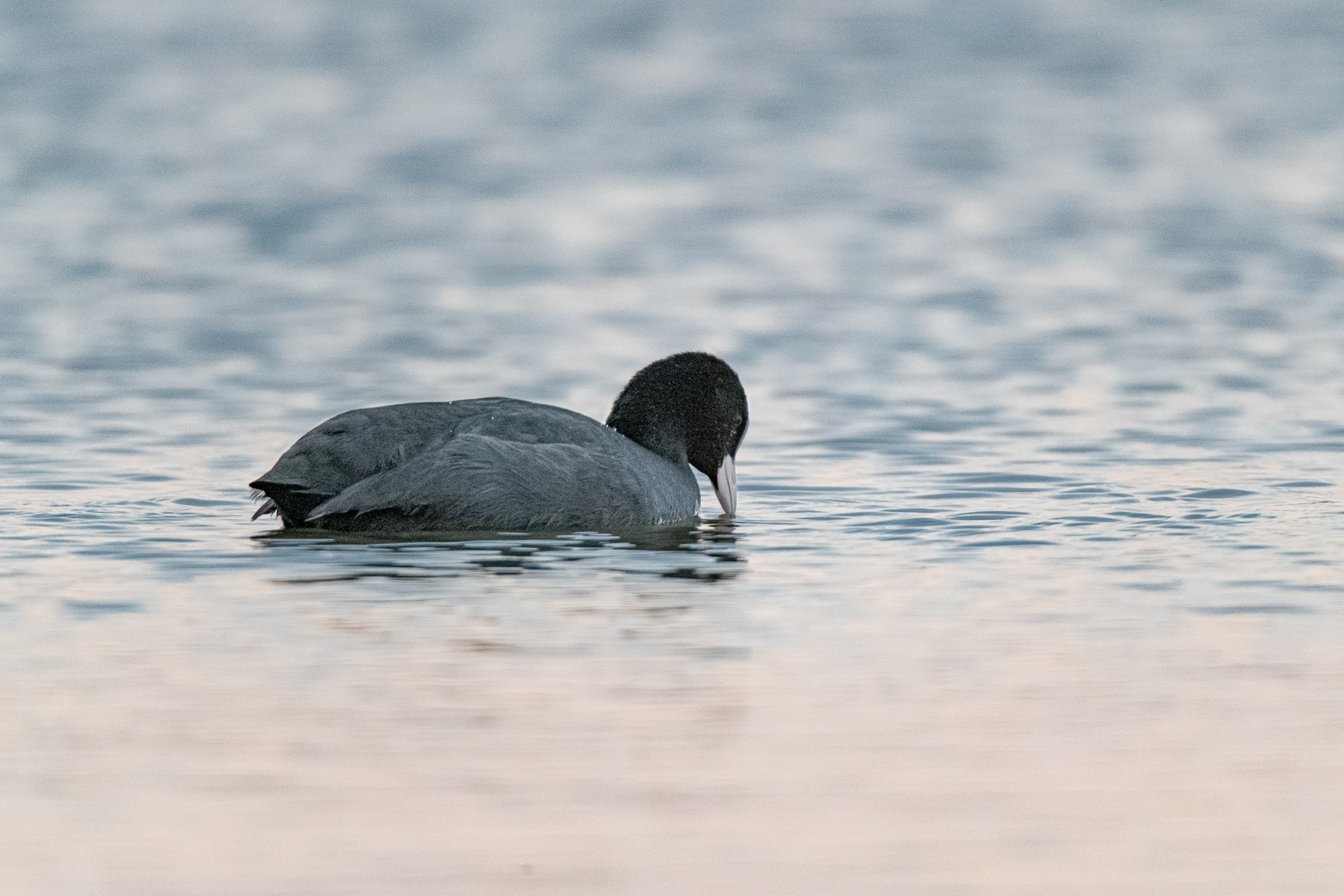 Meerkoet - Coot