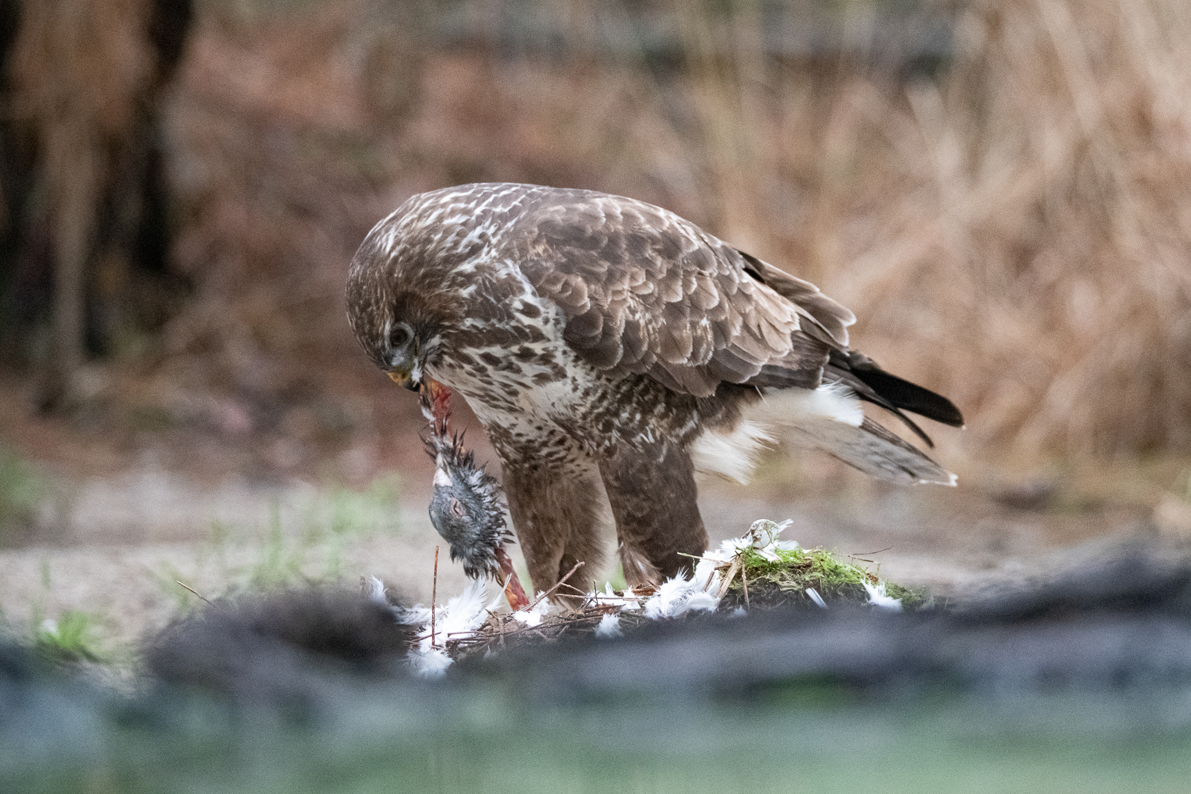 Buizerd - Buzzard