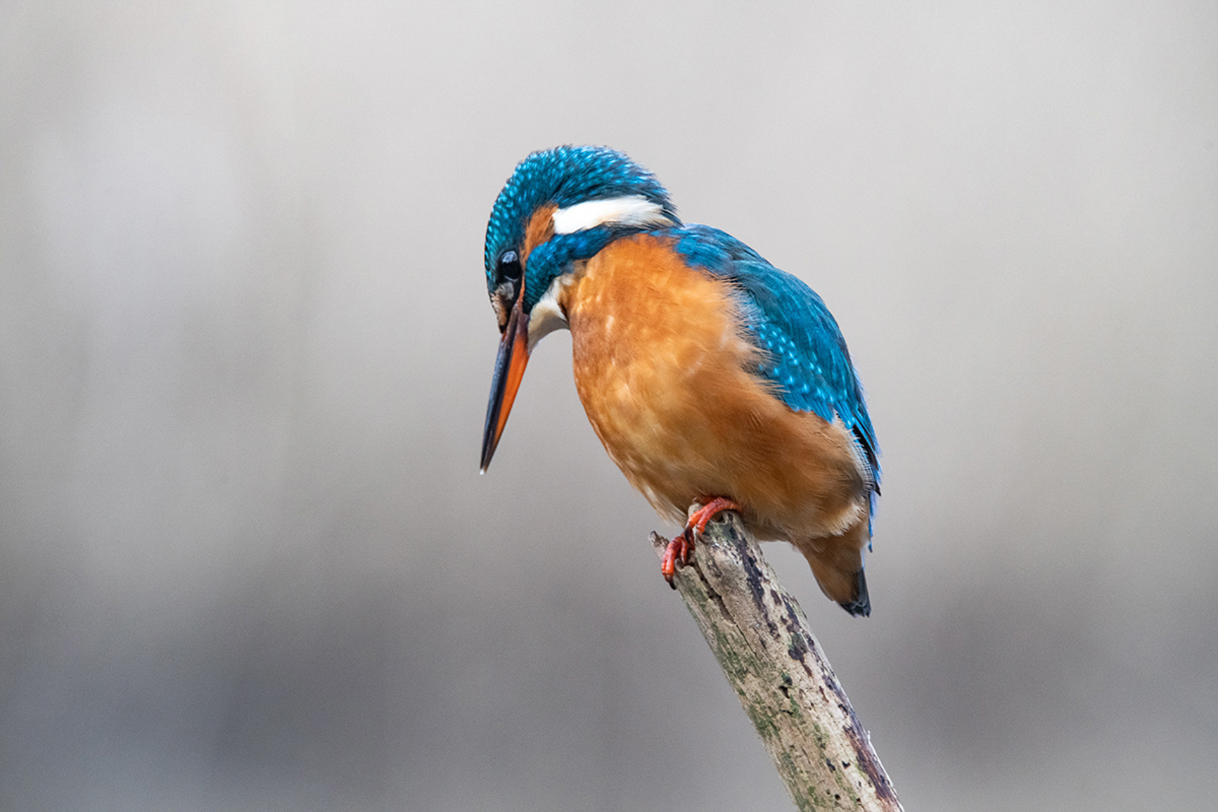 IJsvogel - Kingfisher