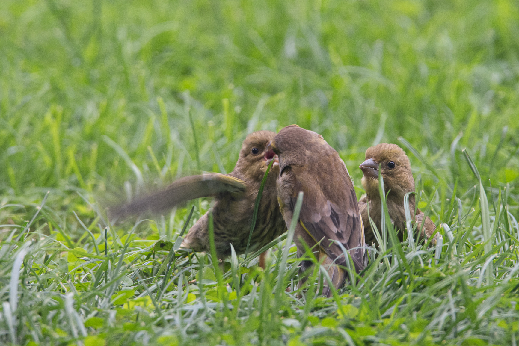 Groenling - Greenfinch
