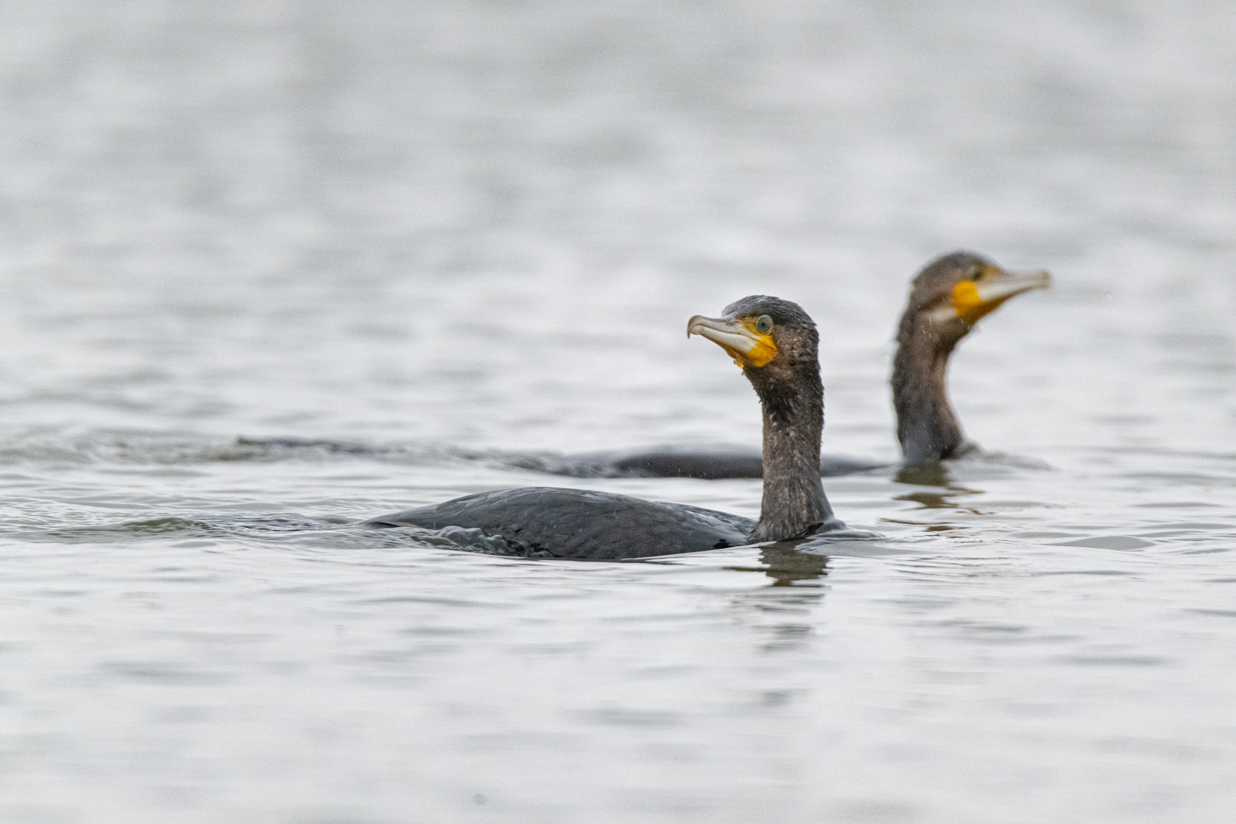 Aalscholver - Cormorant