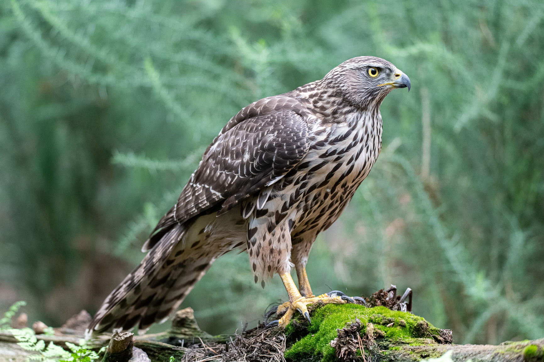 Havik - Goshawk
