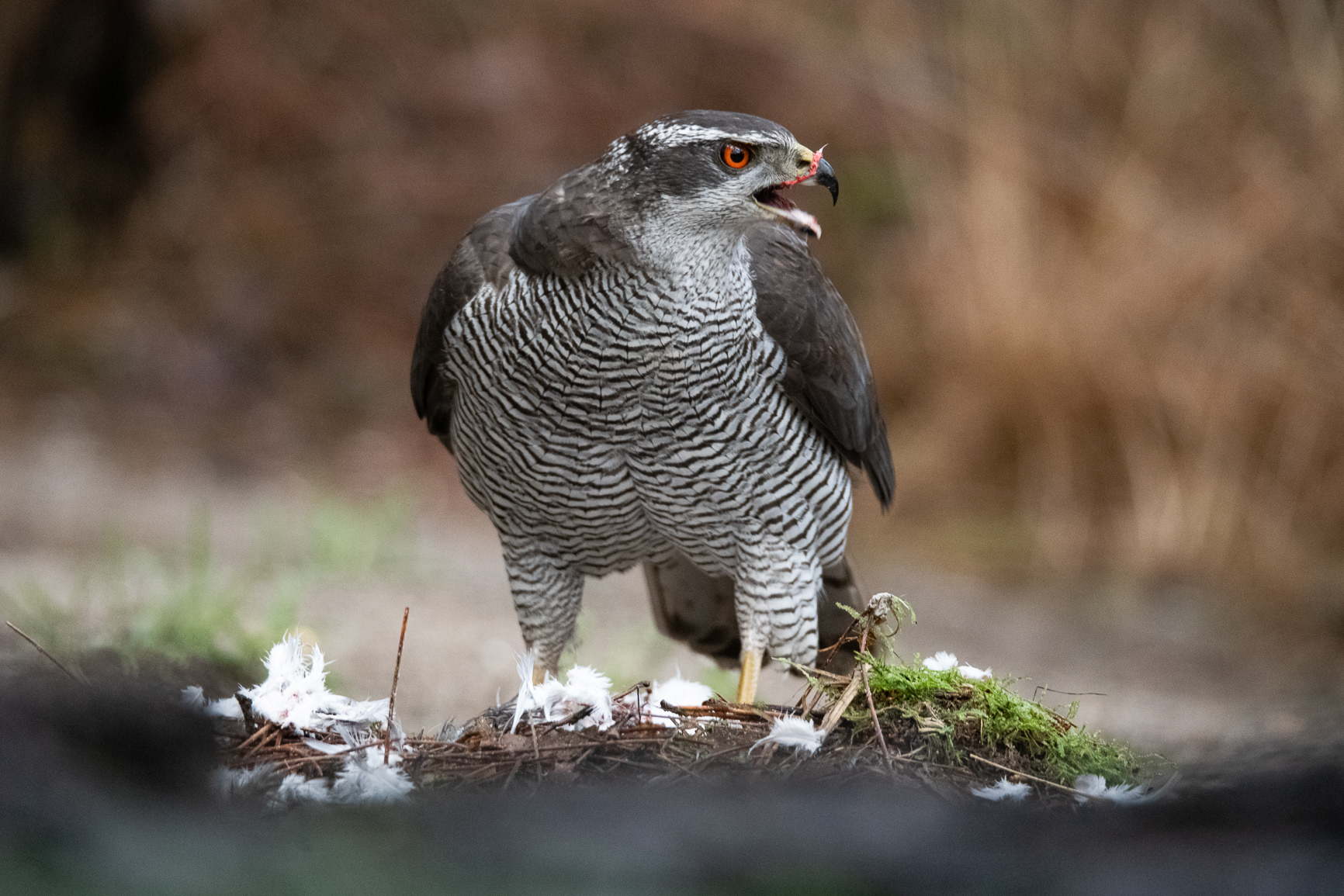 Havik - Goshawk