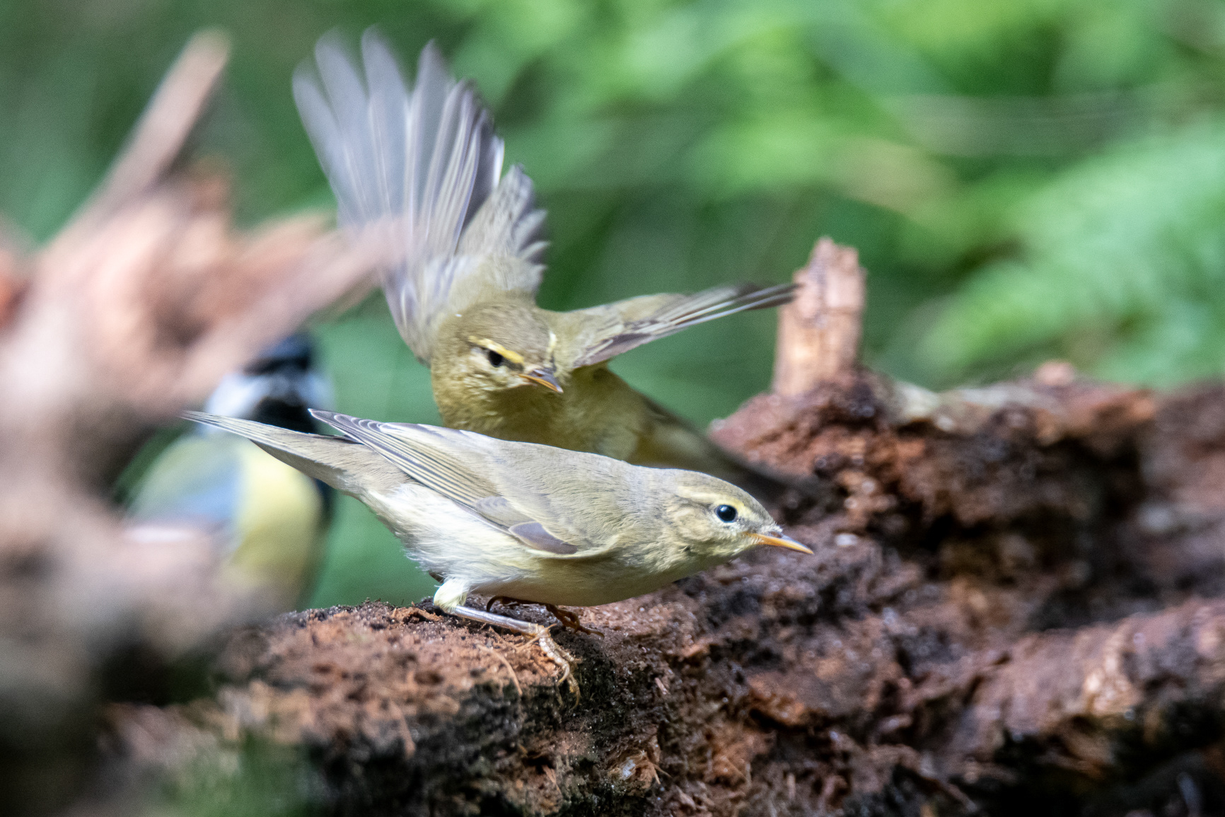Fitis - Willow Warbler