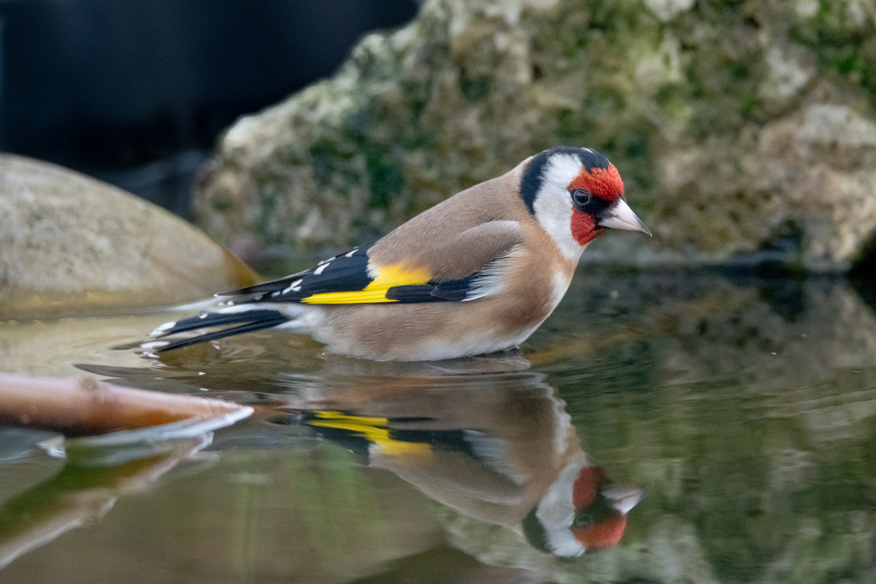 Distelvink (Putter) - Goldfinch