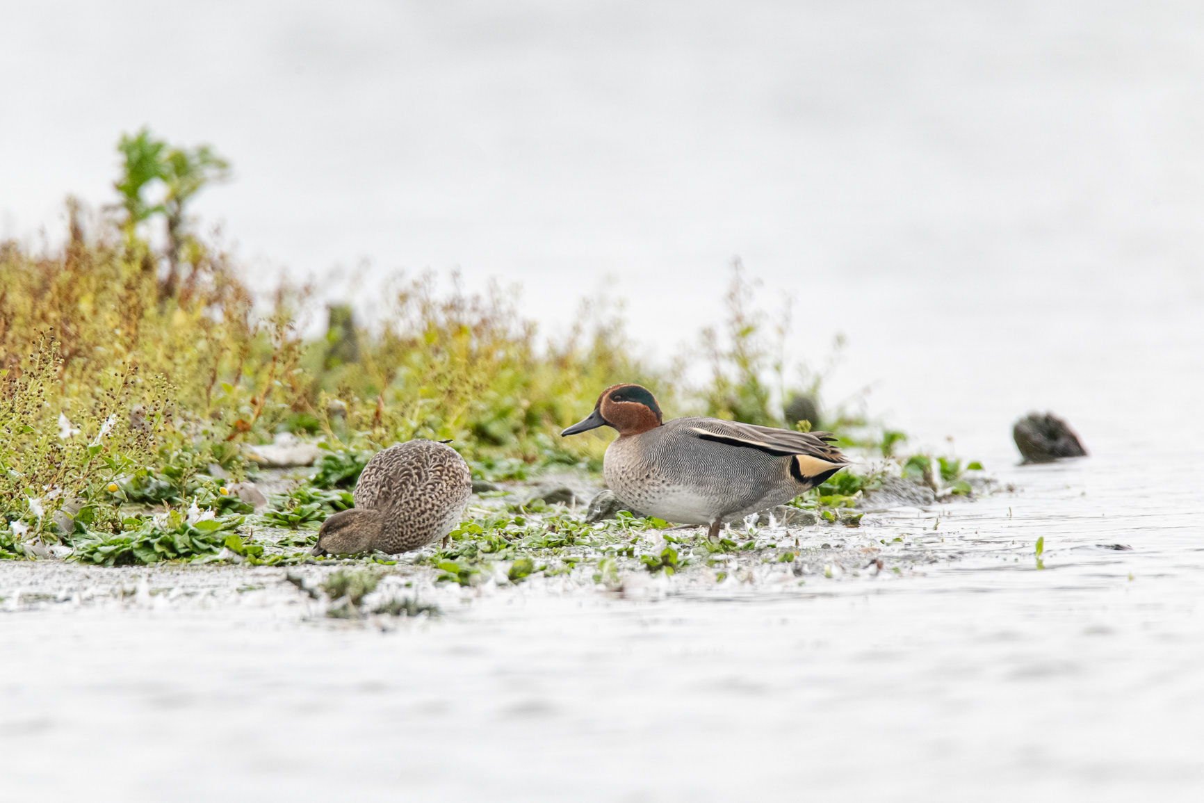 Wintertaling - Teal