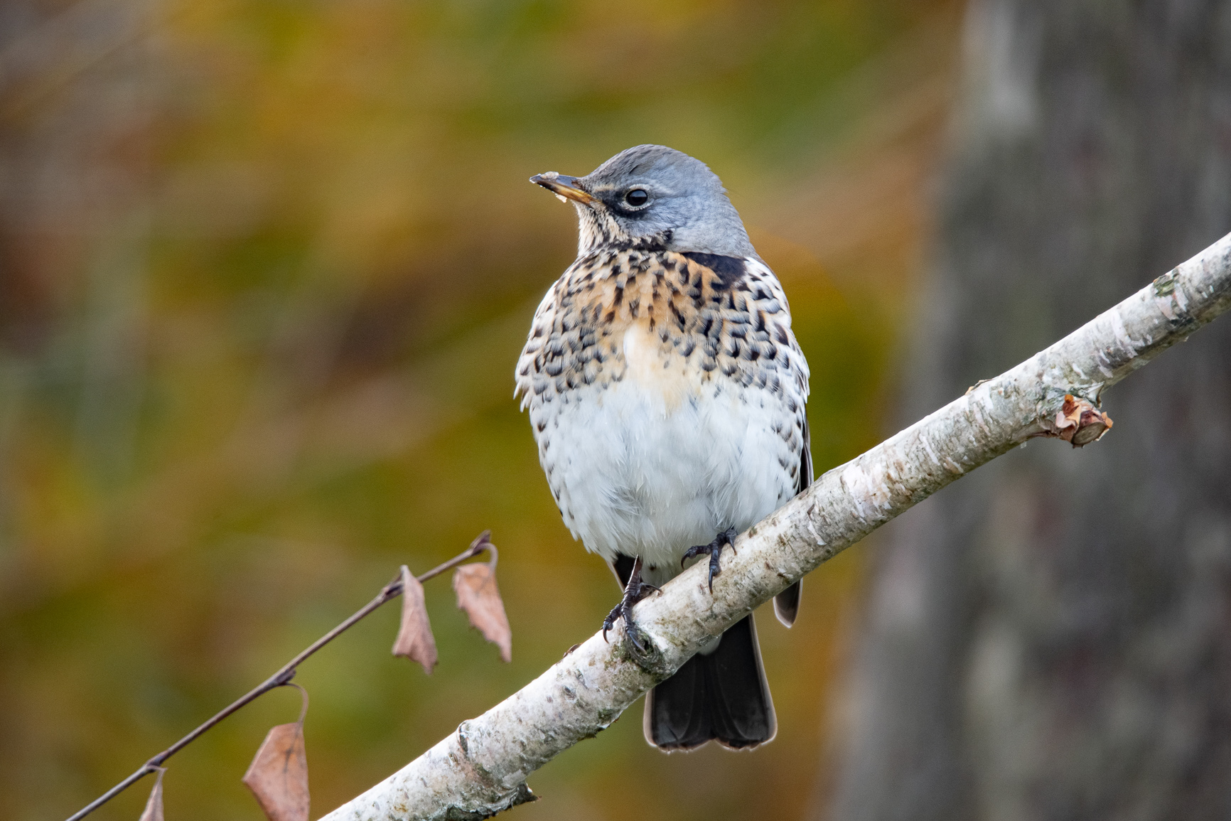 Kramsvogel - Fieldfare