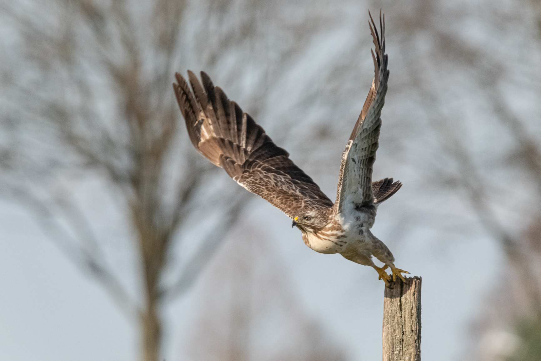 Buizerd - Buzzard