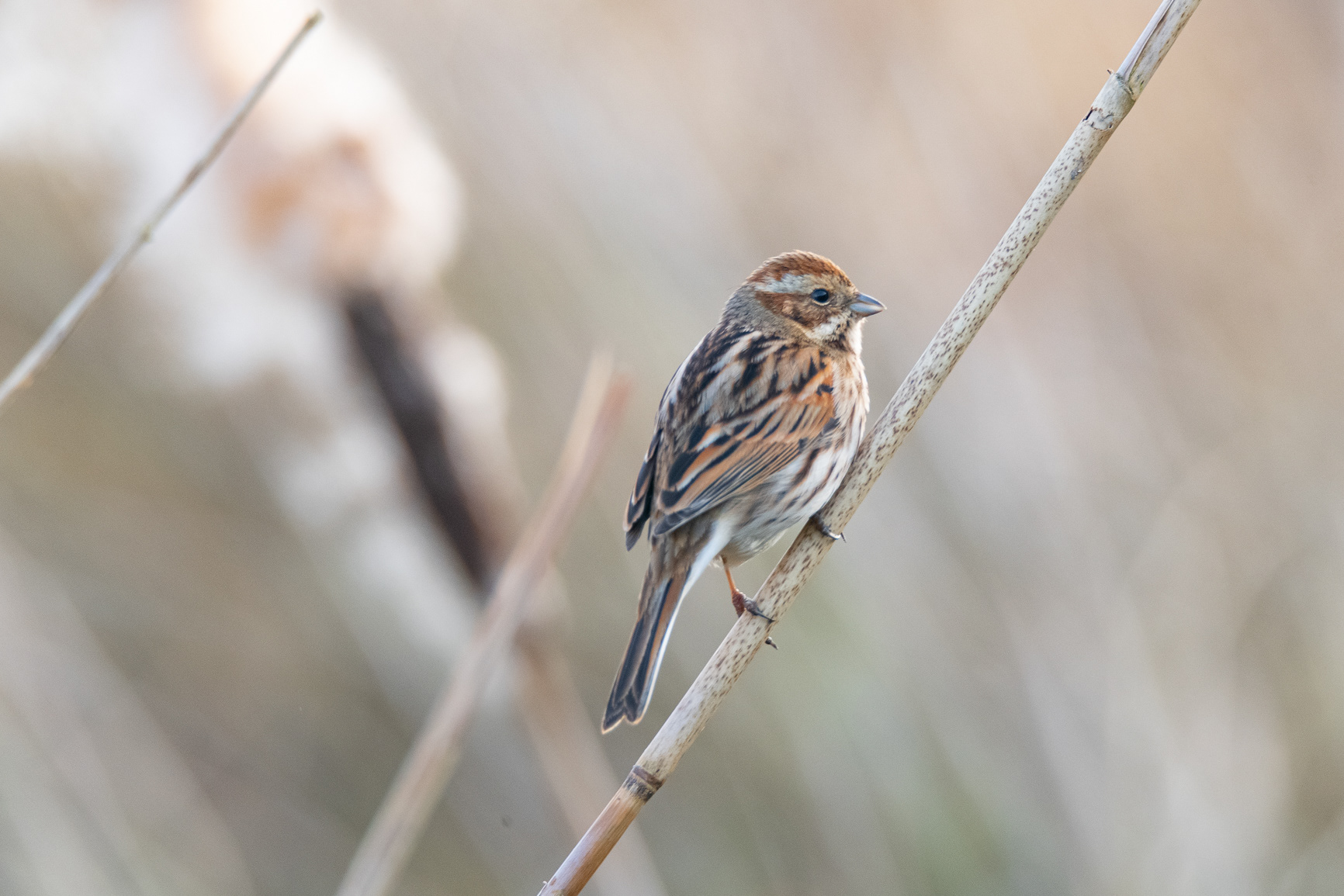 Rietgors - Reed Bunting