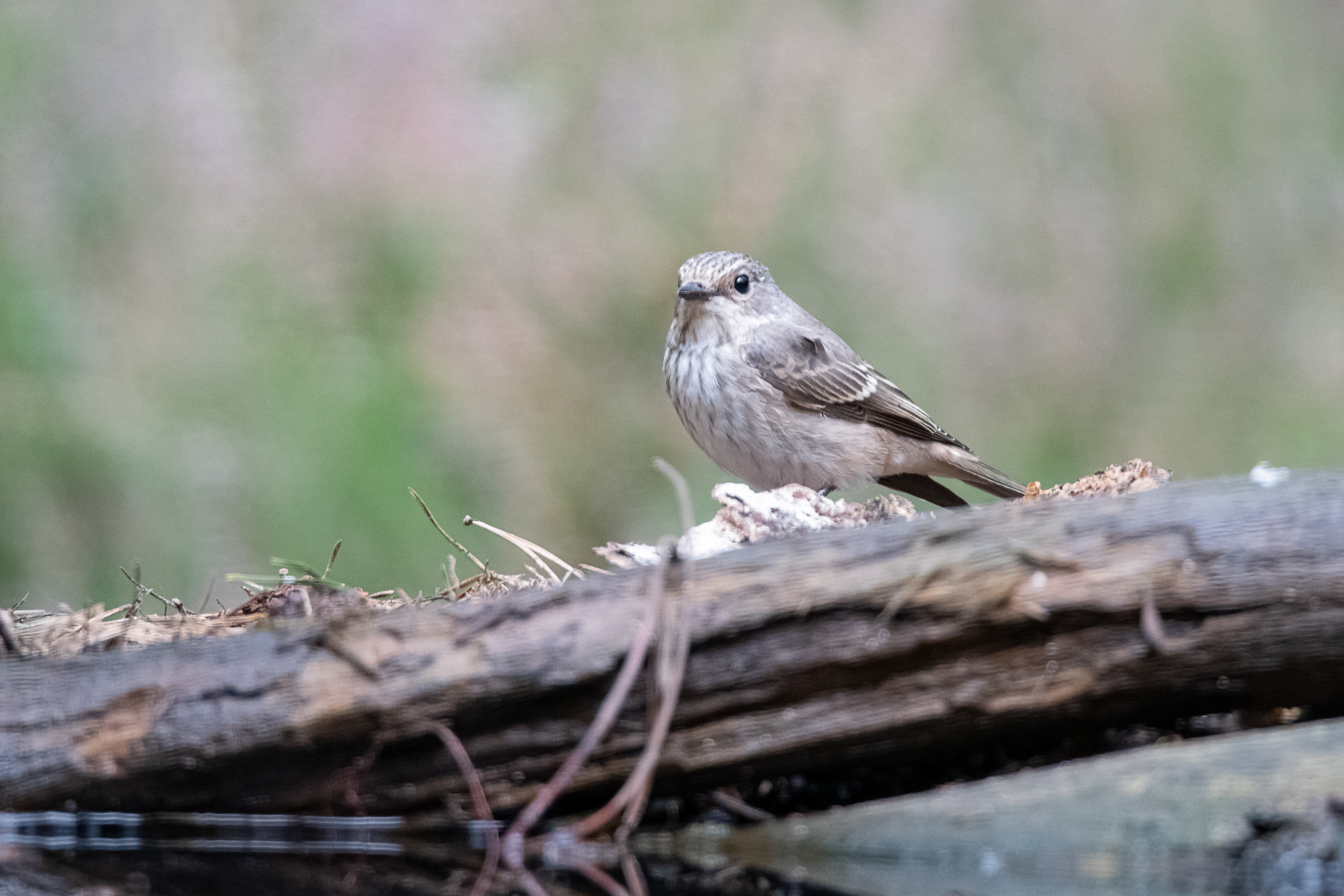 Grauwe Vliegenvanger - Spotted Flycatcher
