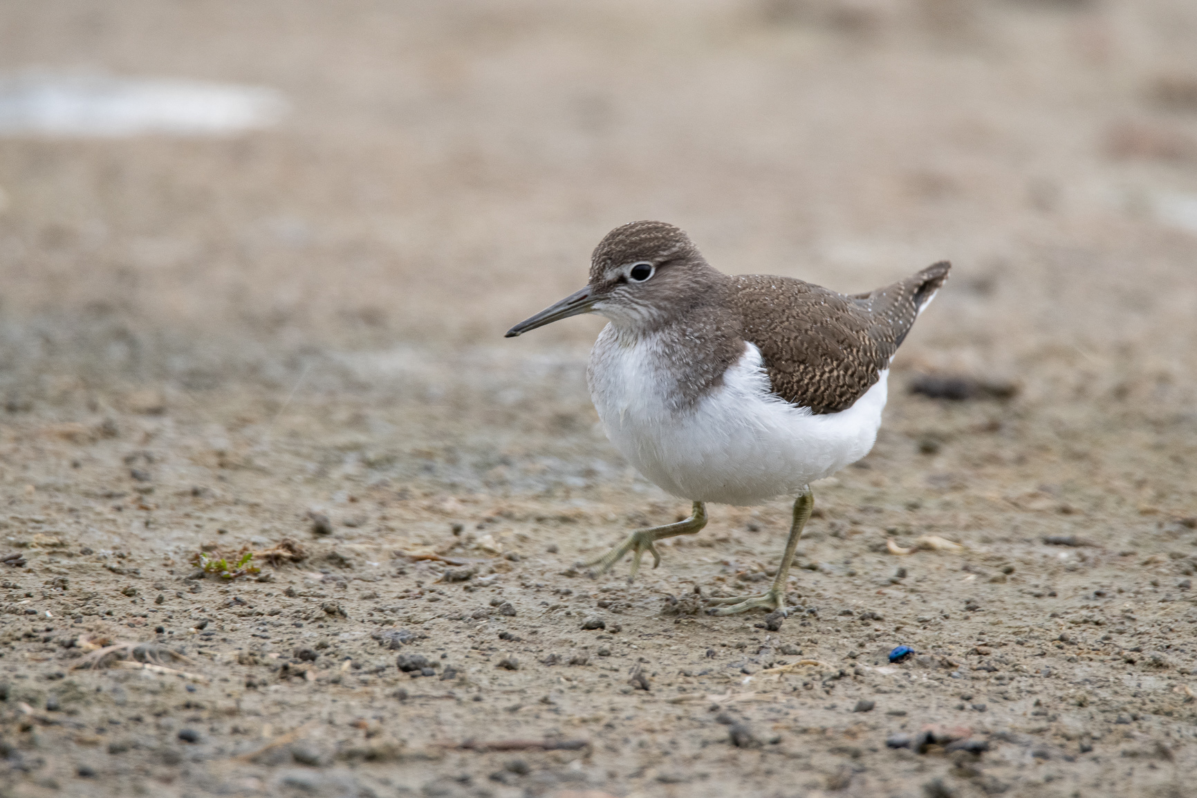 Oeverloper - Sandpiper