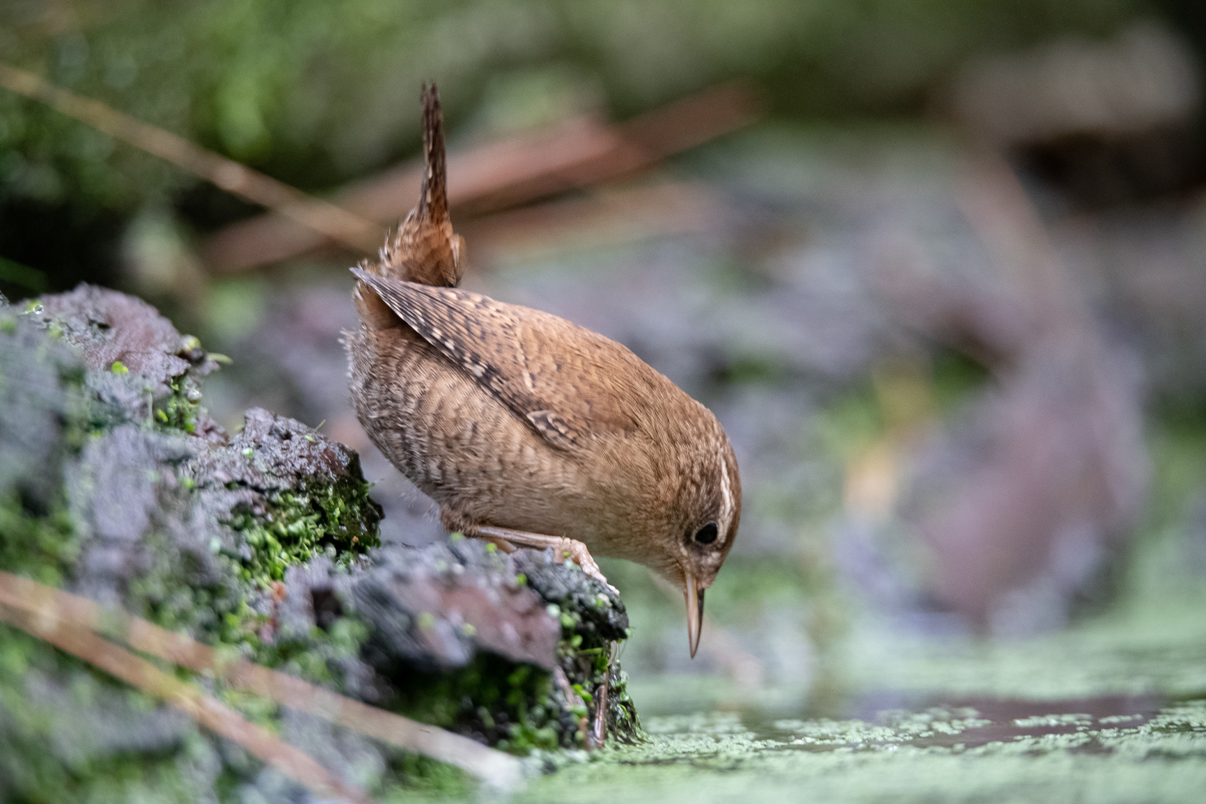 Winterkoning - Wren
