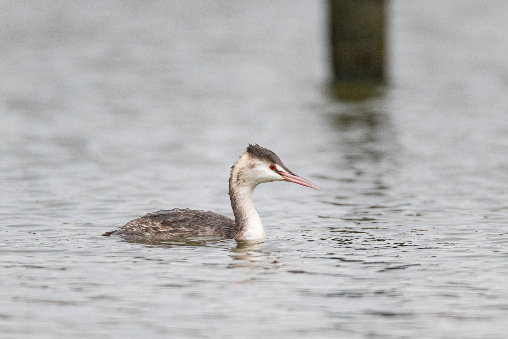 Fuut - Great Crested Grebe