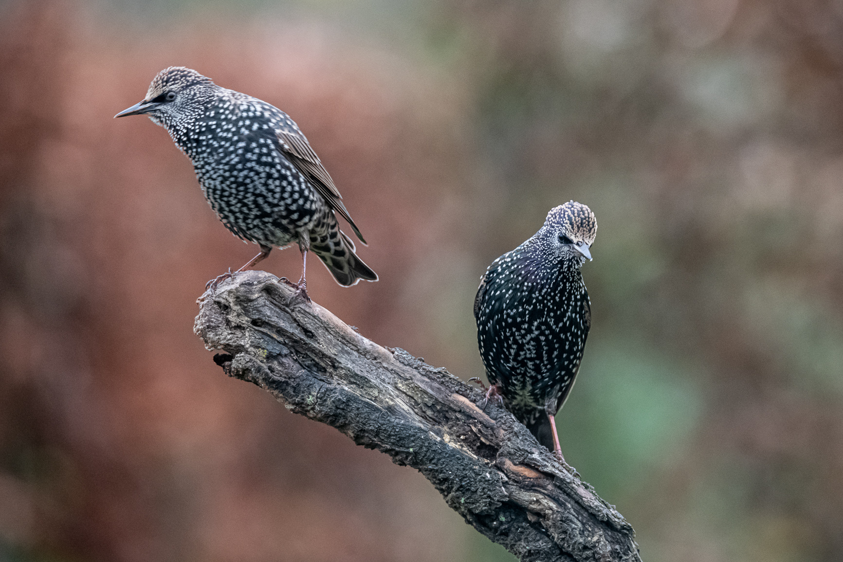 Spreeuw - Common Starling