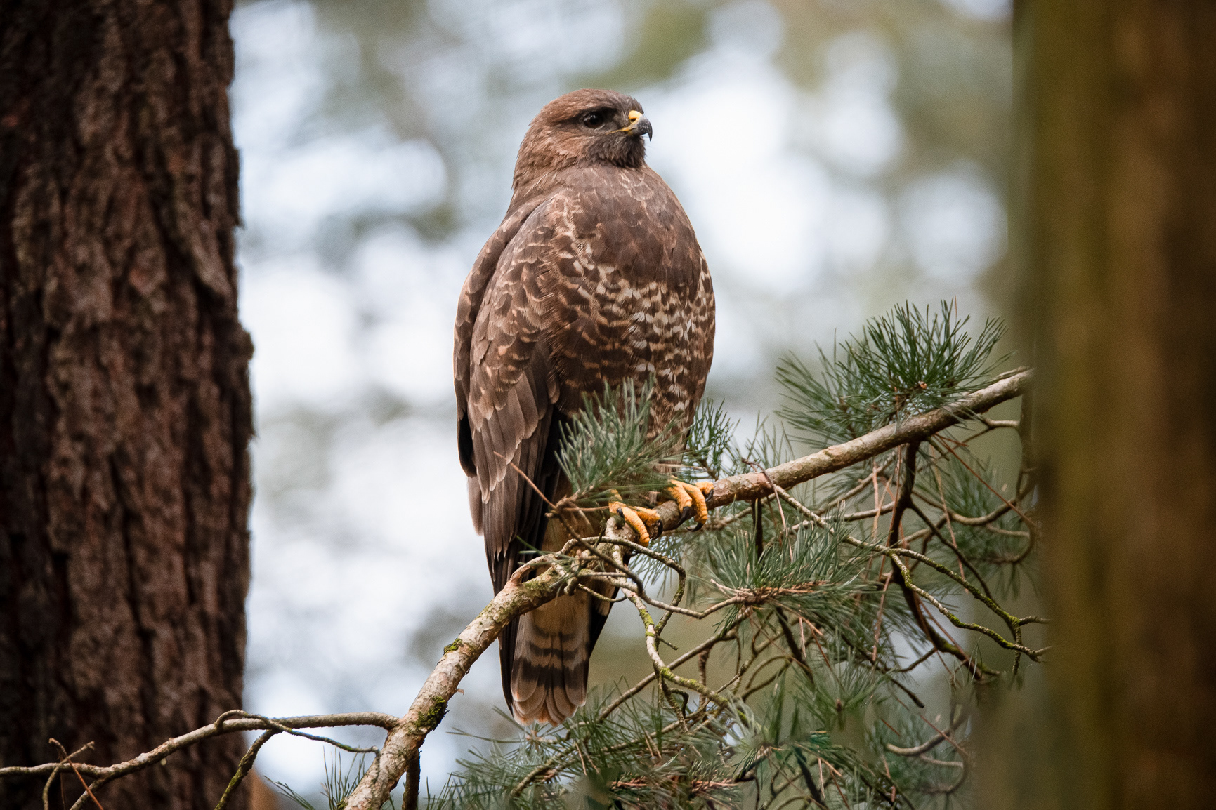 Buizerd - Buzzard