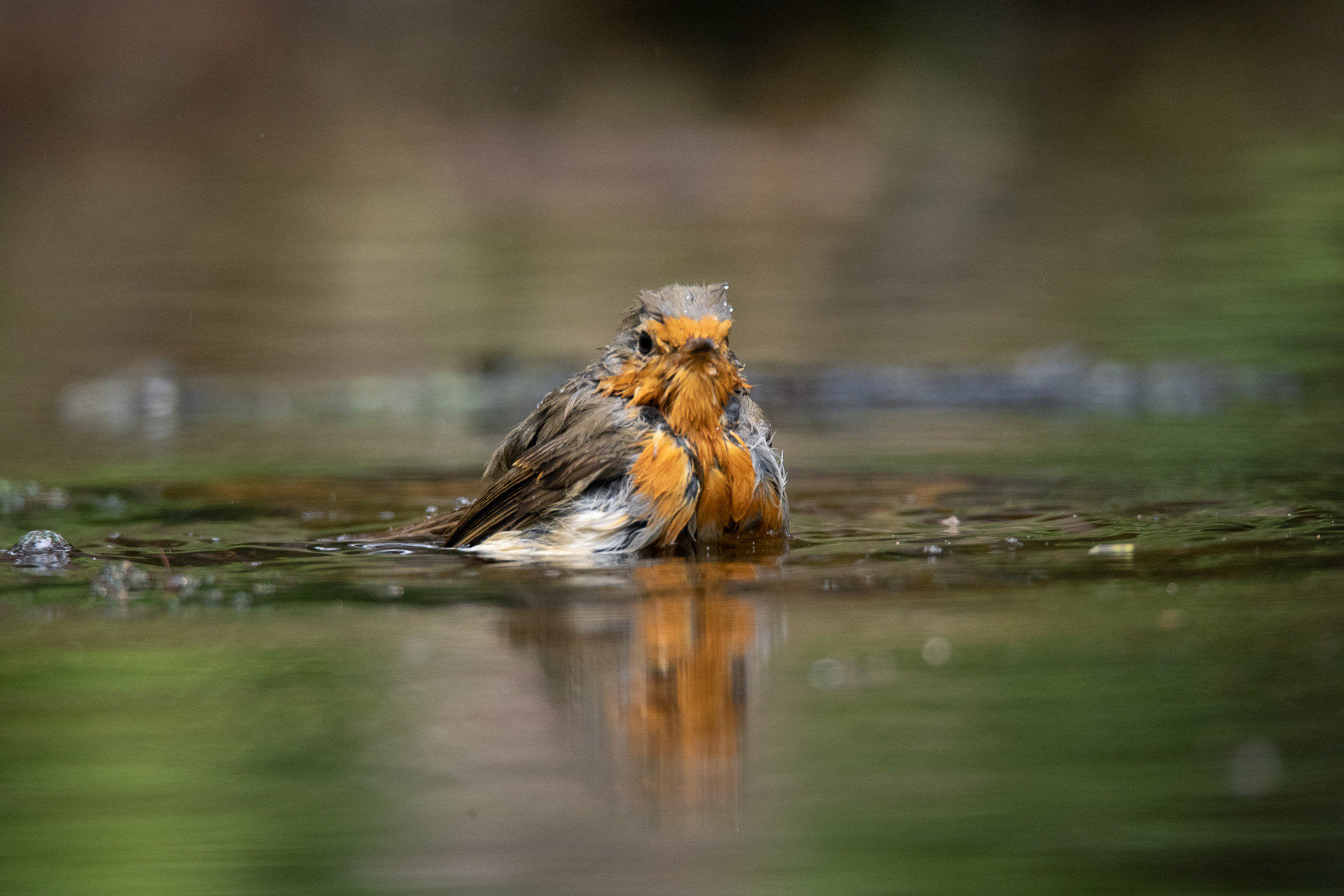 Roodborst - Robin